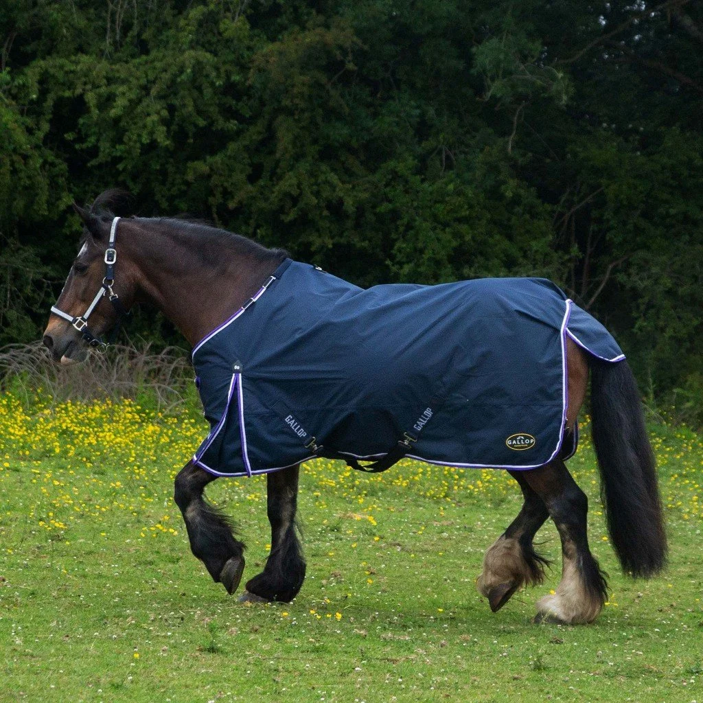 gallop 0g 4.jpg