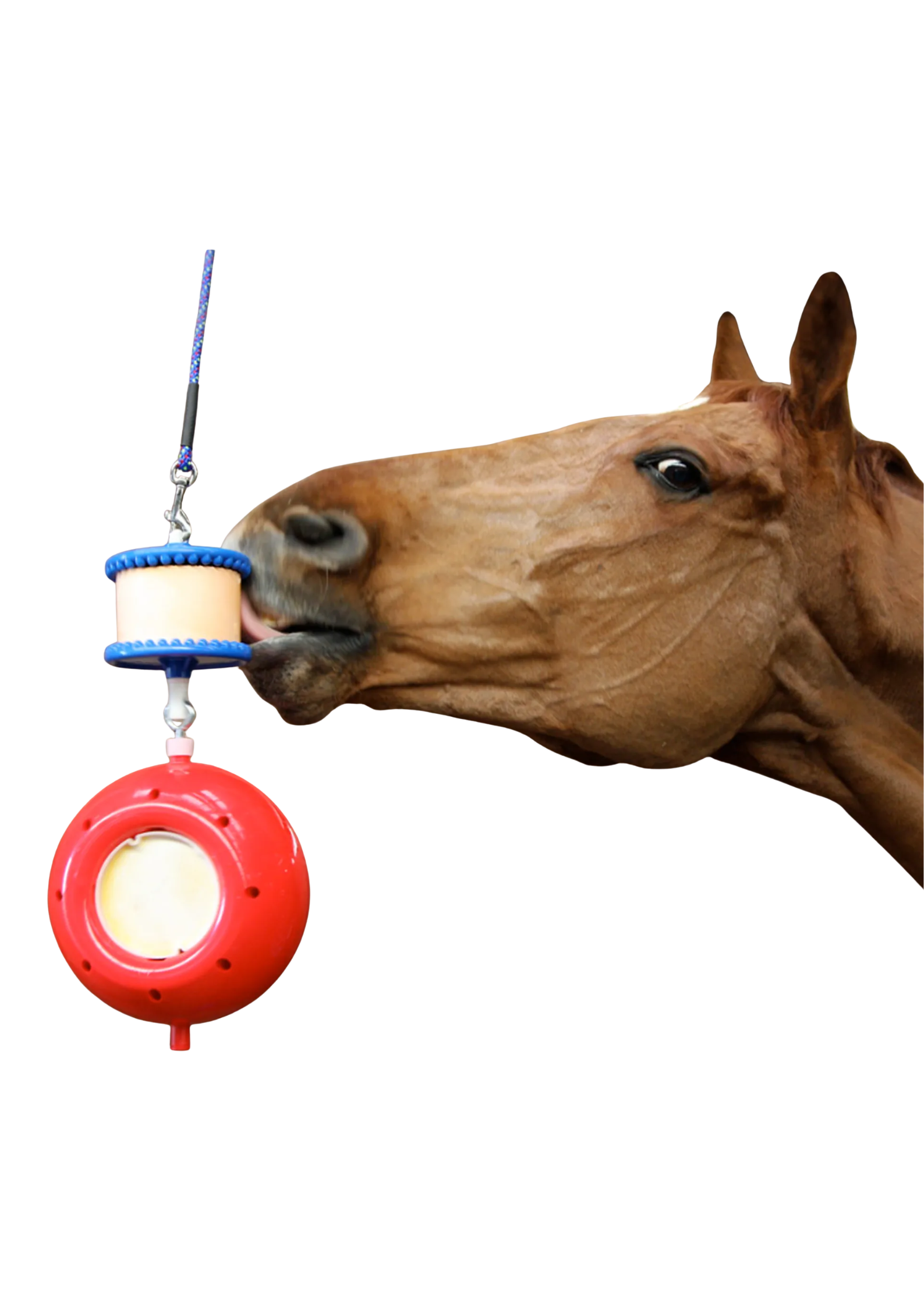 DO NOT FEED DRY (15).png
