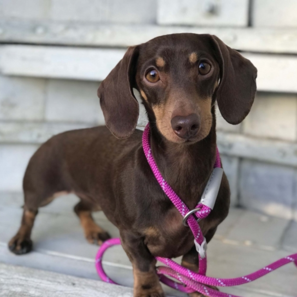 Ancol Viva Rope Reflective Snap Lead - Black