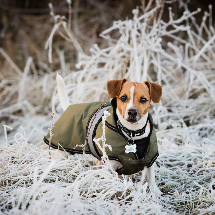 dd dog coat khak.png