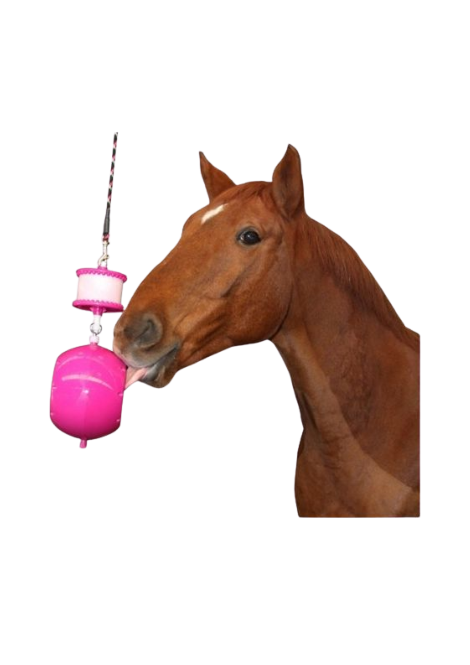 DO NOT FEED DRY (5).png
