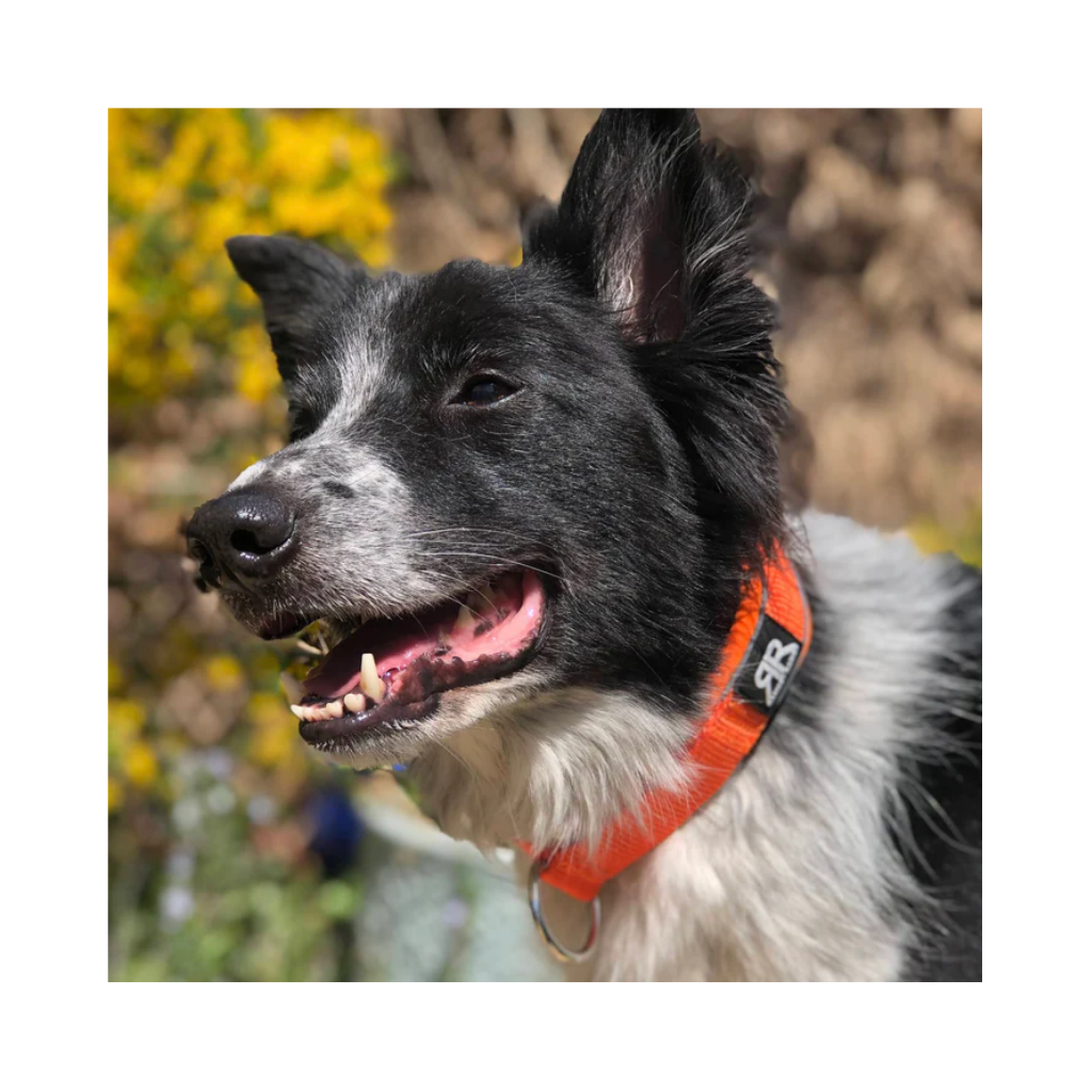 BullyBillows 4cm Soft Padded & Reflective Slip On Collar