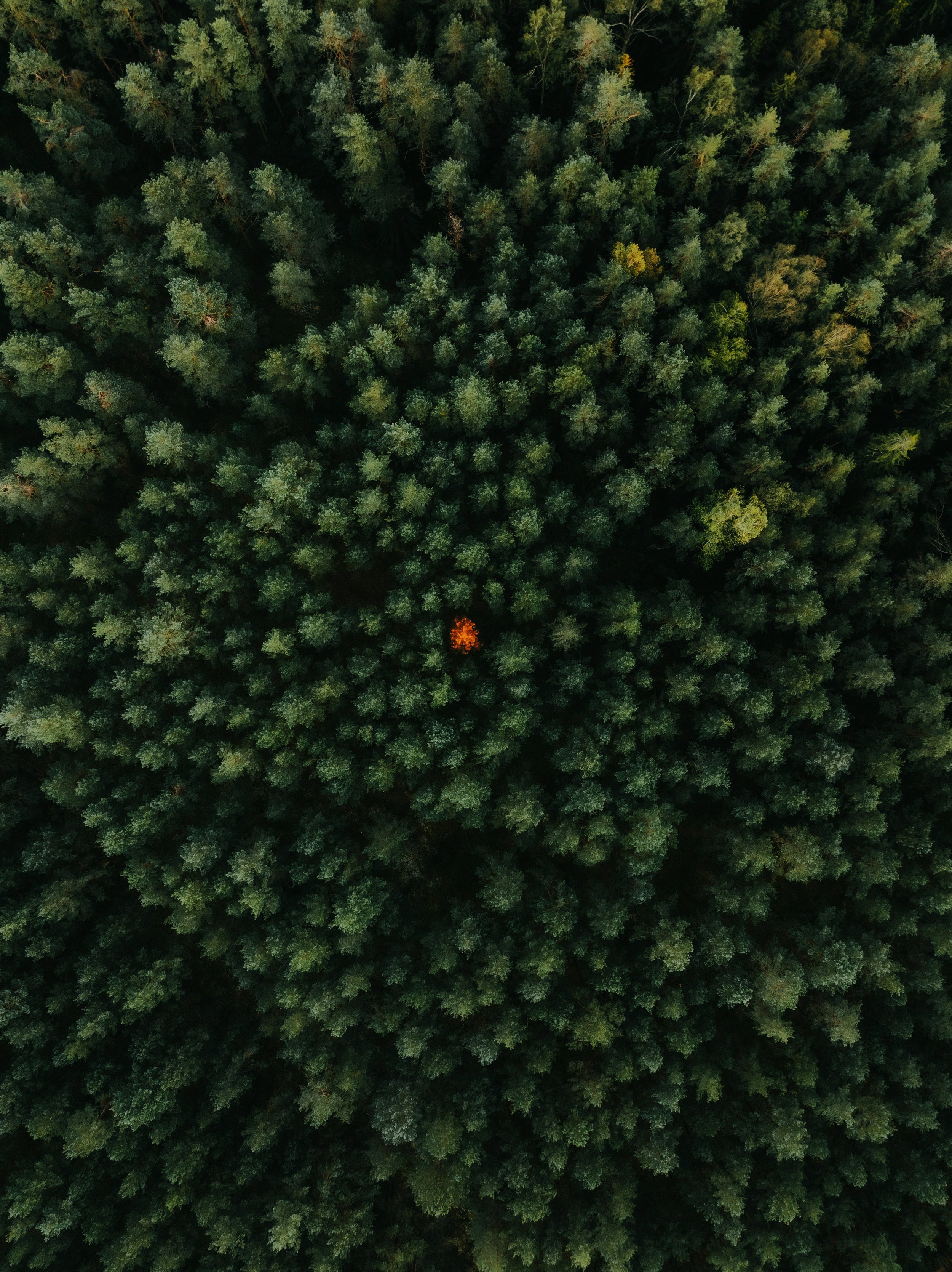 Mergers Without Mayhem: How to Protect Culture in the Midst of Change