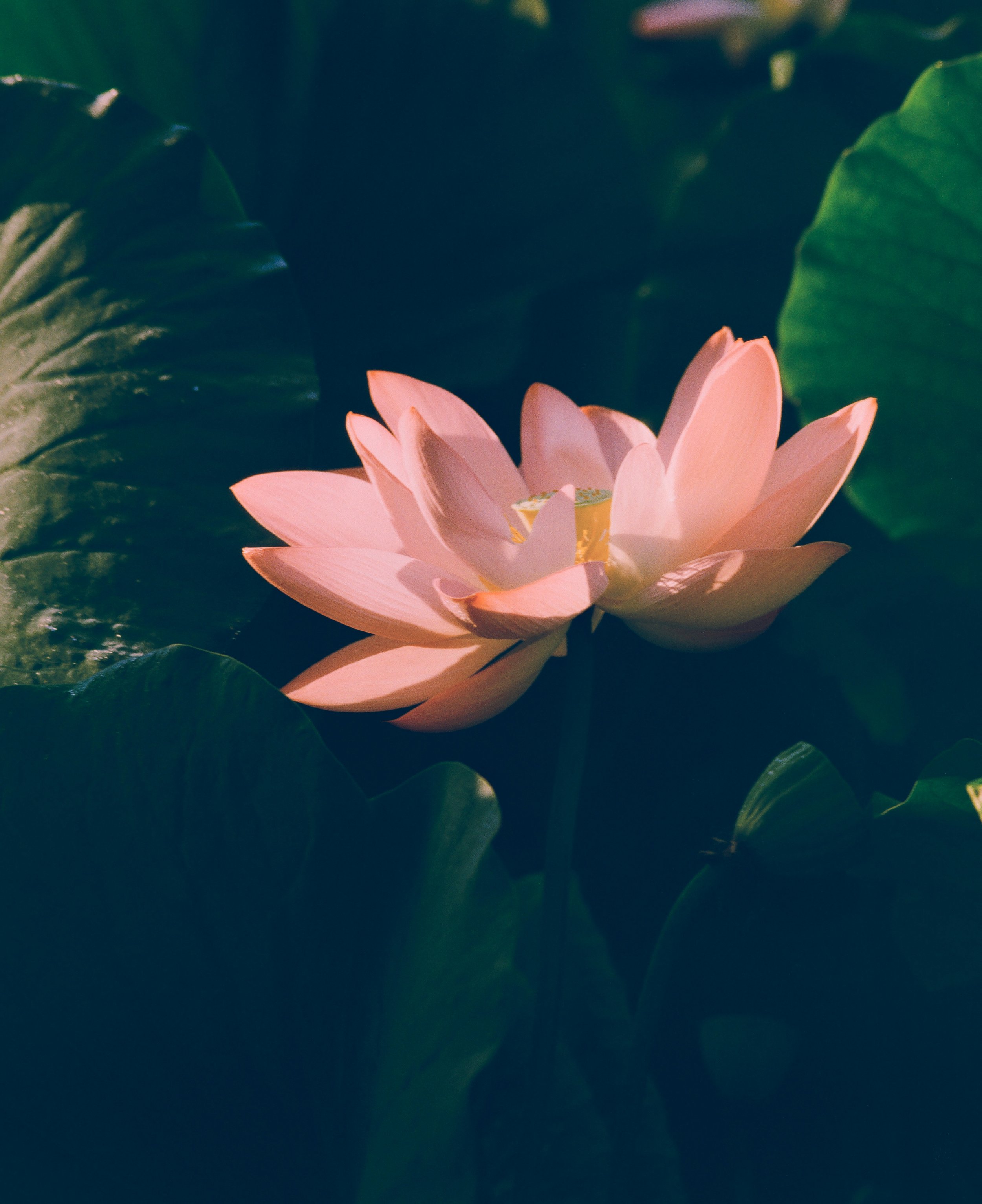 Living Meta: Always Becoming