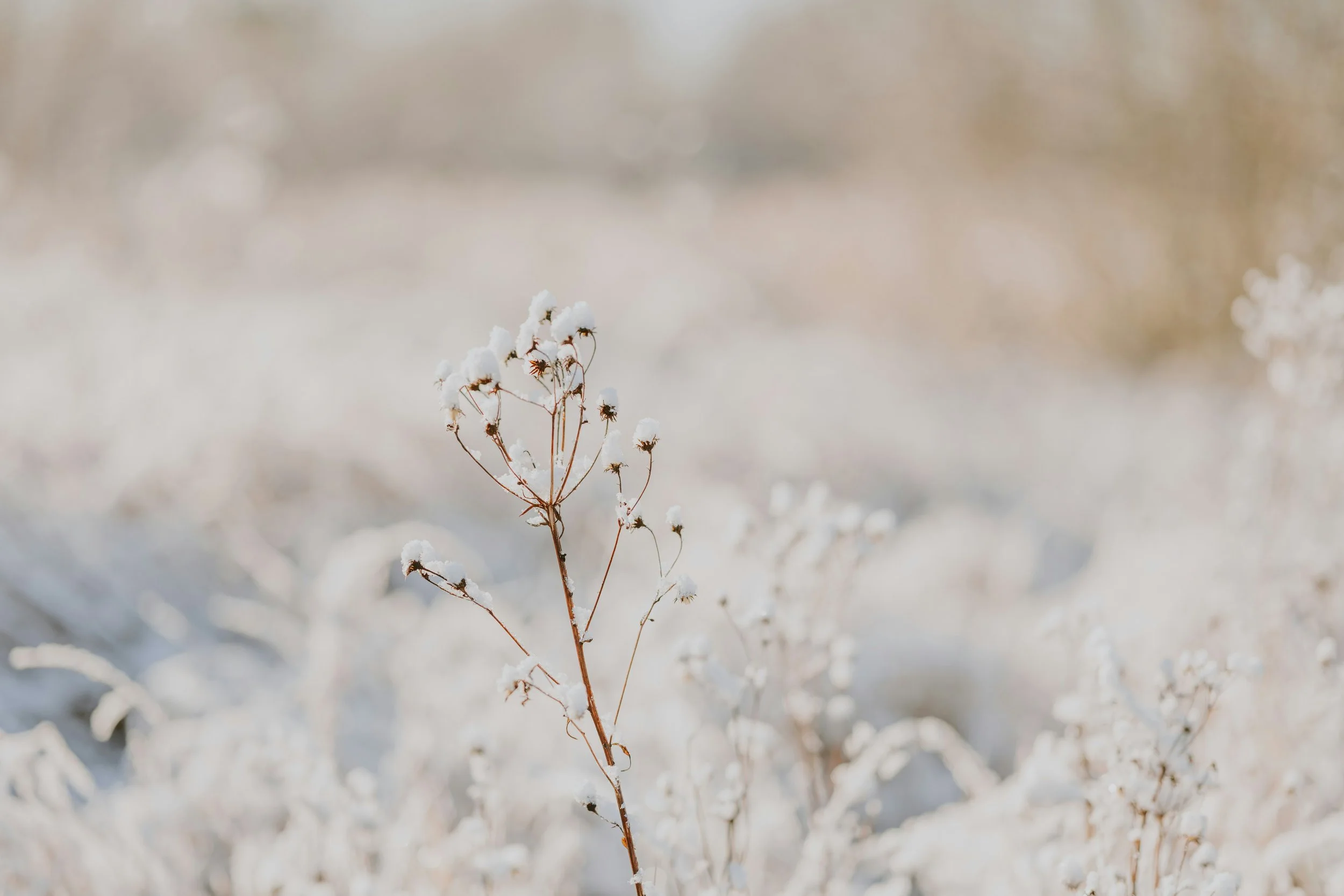 Inside the Work—How Fractional CXOs Turn Alignment Into Results