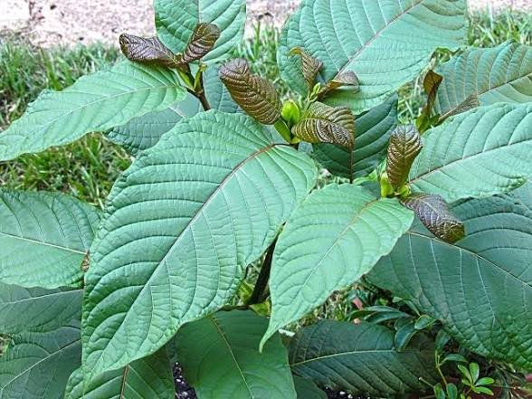 First Hemp, Now Kratom: Why America Keeps Regulating Gray Markets After They Become Industries