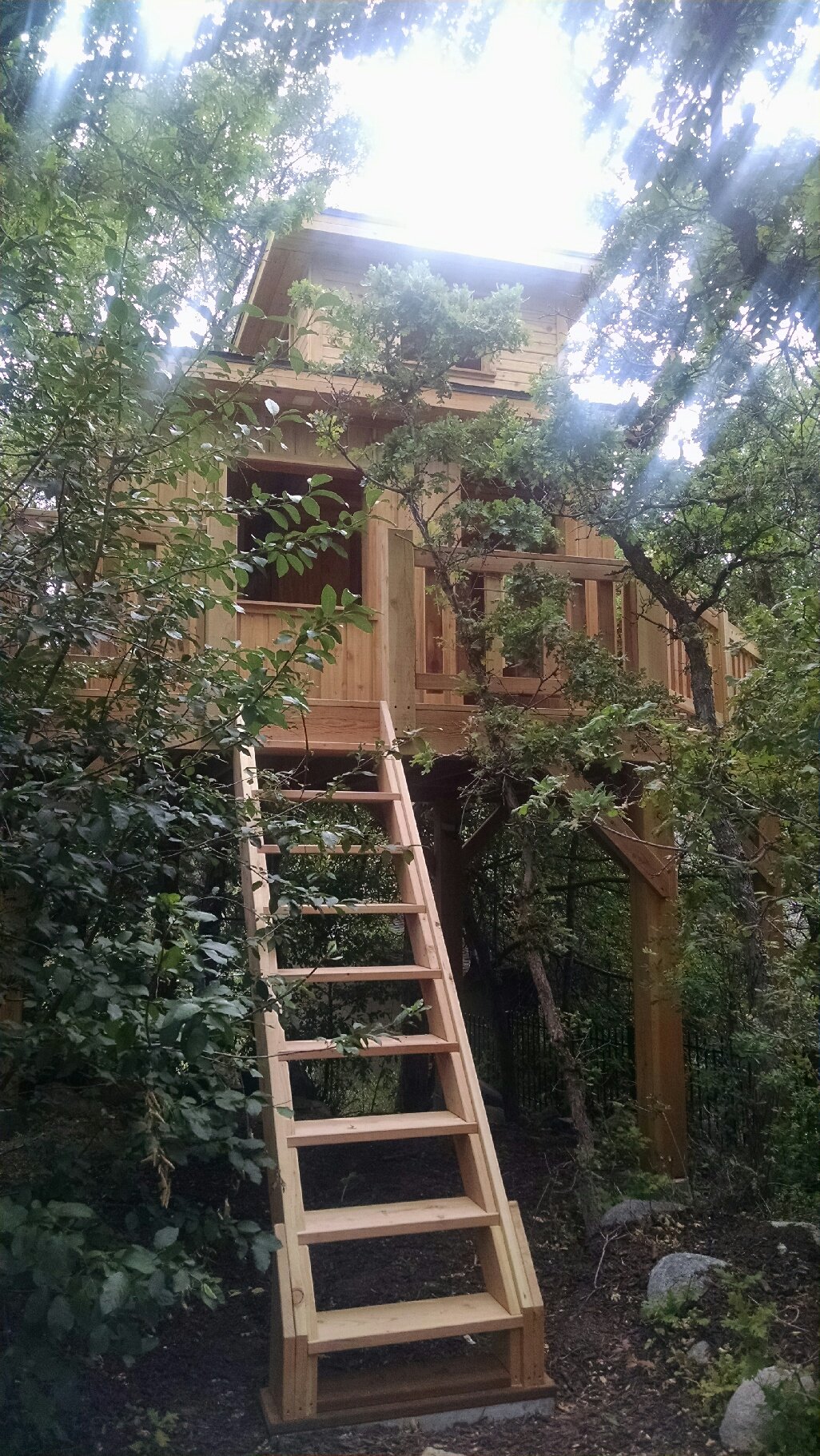 tree11.jpg