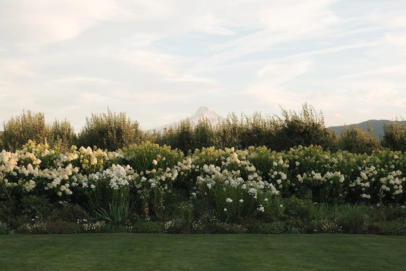 the-orchards-hood-river-wedding-golden-hour-69.jpg