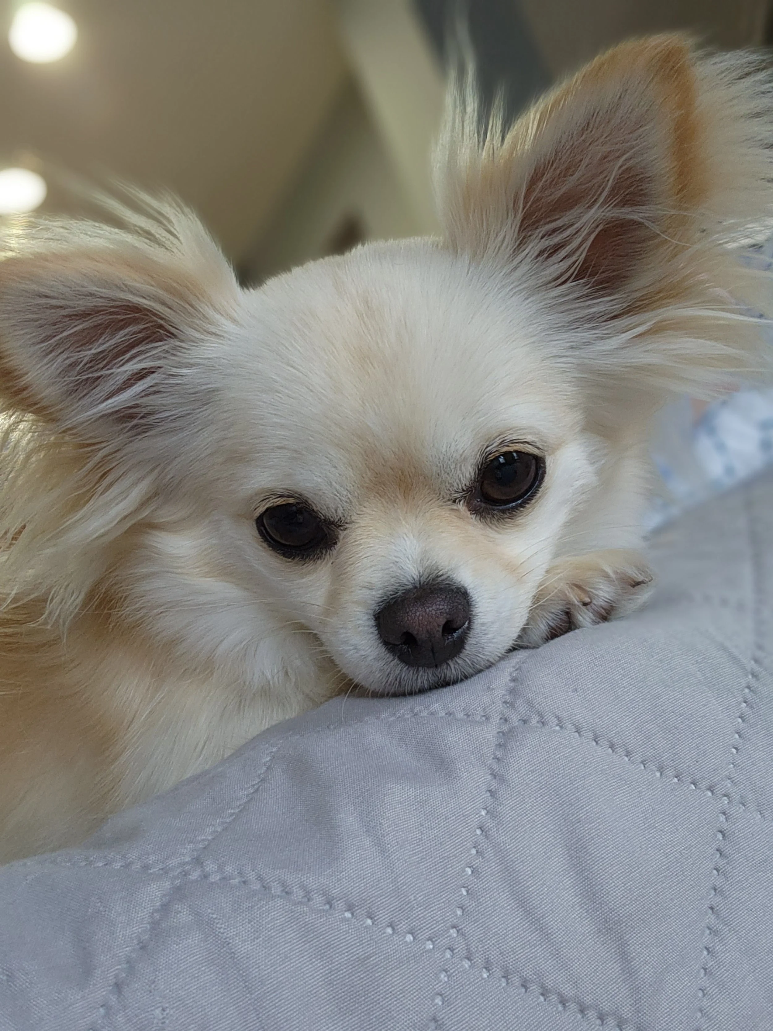 Poppy