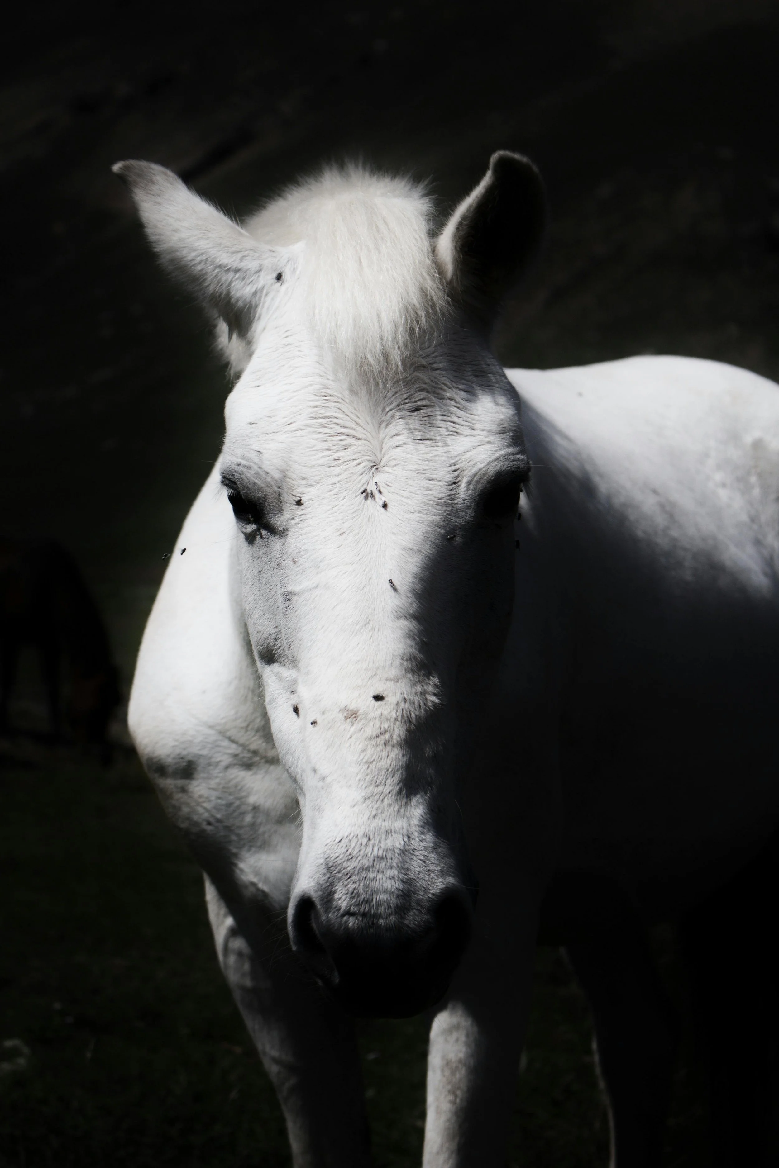 Close-up of a white horse with flies on its face, standing in a dark background.