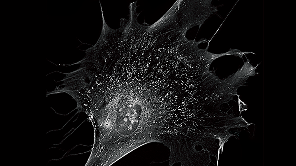 Ht-X1 Cell.png