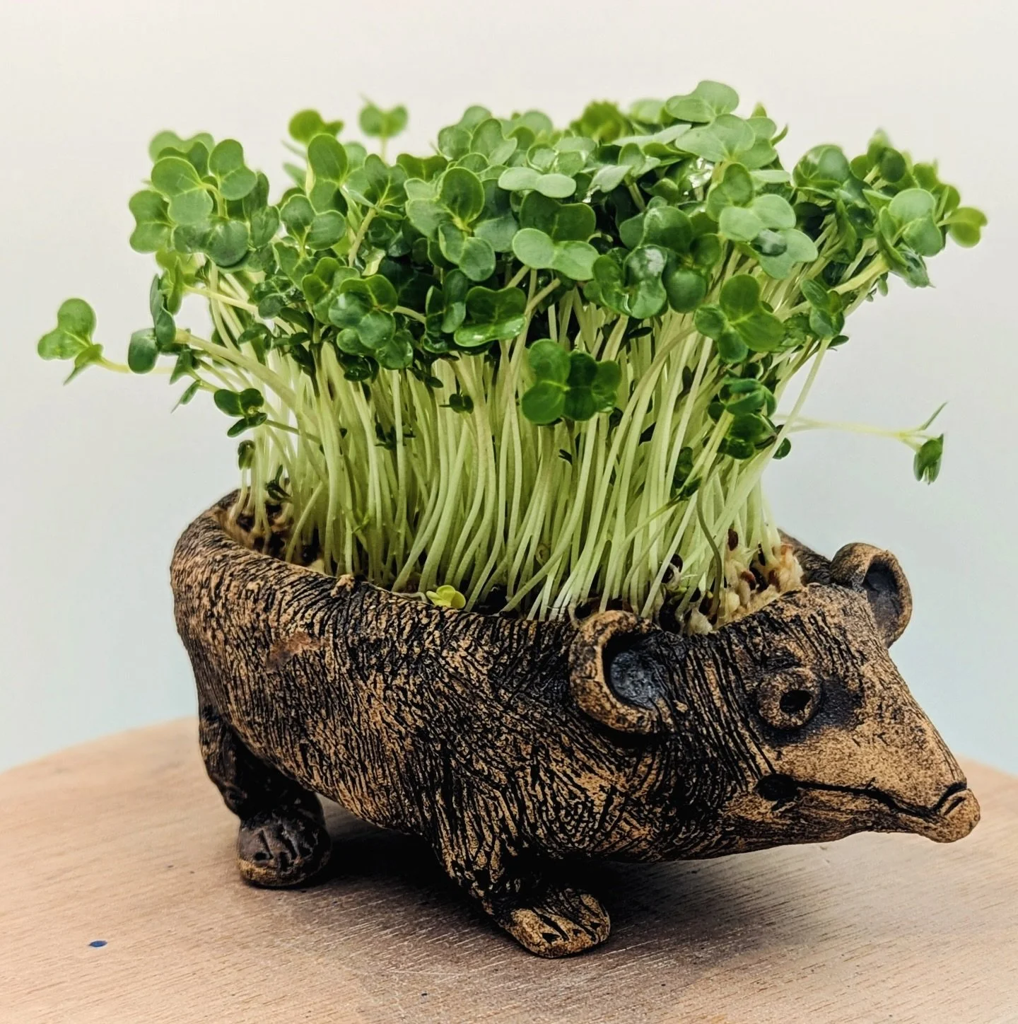🌸 Spring Workshops Now Live! 🌸

Our creative spring series is here, including this Decorative Hedgehog Cress Planter Workshop on Saturday 21st March (2&ndash;4pm).

&pound;25 per person &ndash; all materials included.
Book now to secure your spot ✨