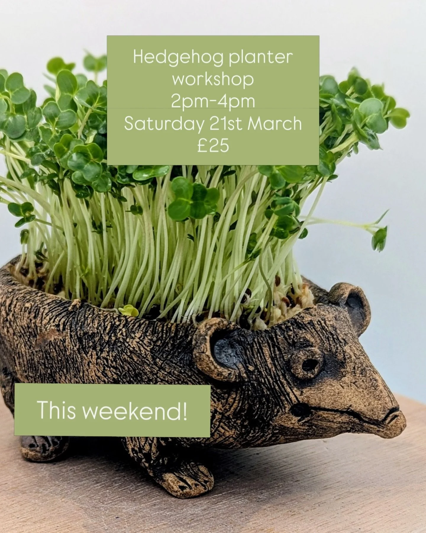 Join us this weekend to make a cute hedgehog planter!

🦔 Book via https://www.brooksideartshed.com/whats-on 

#HedgehogPlanter
#CressPlanter
#ClayWorkshop
#PotteryWorkshop
#CeramicWorkshop