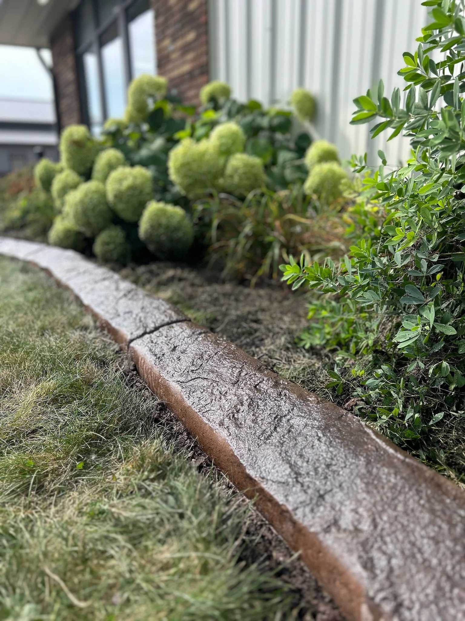 Close-up of a wet brick border alongside green grass and bushes with green flowers and leaves in front of a building.
