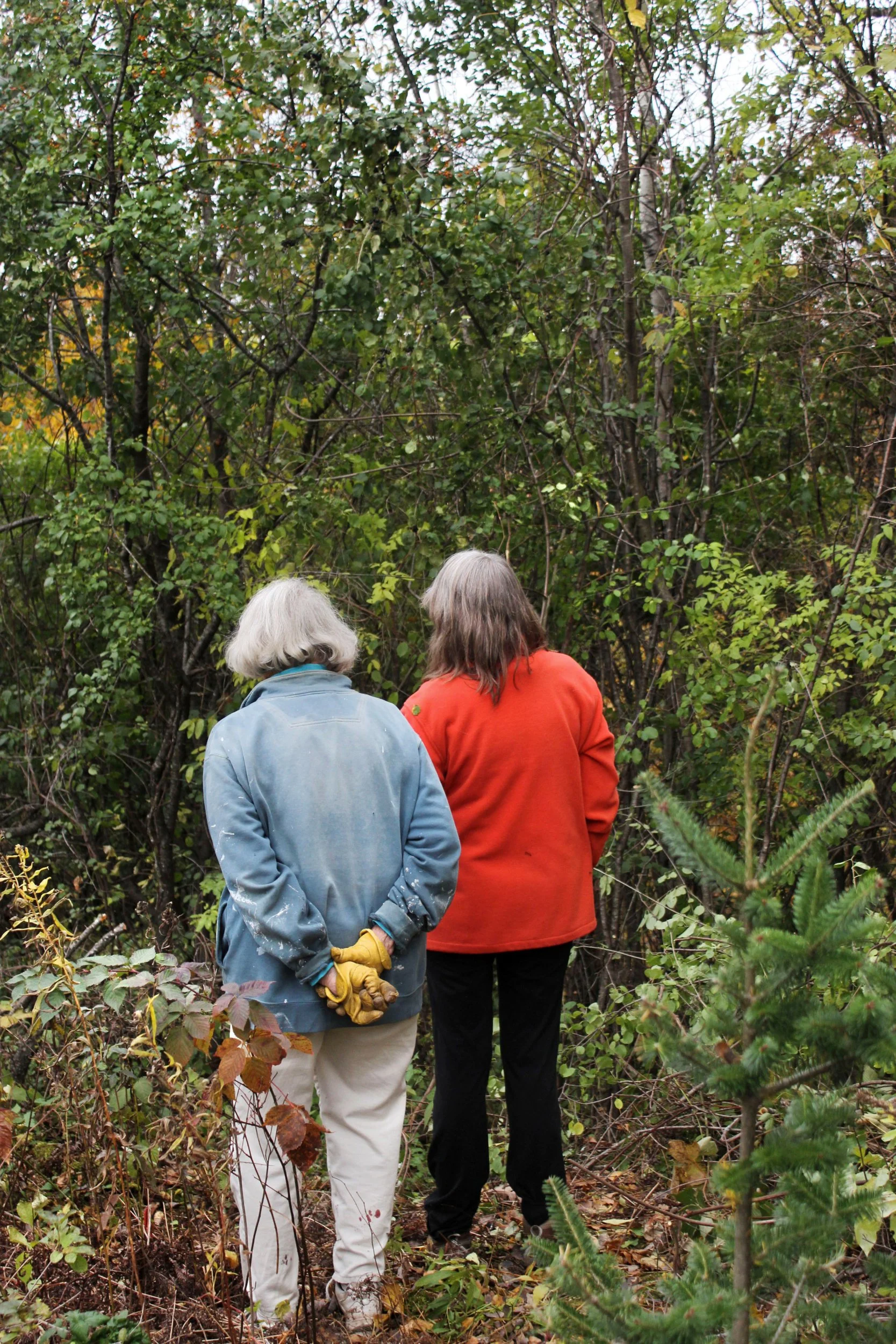 Freya Brokken, "Buckthorn," 2019. "My Mom and Oma look at the buckthorn and try to decide how to cut it down. My Oma lives in the woods, so she cares for the nature surrounding her house by clearing the buckthorn. My Opa died from cancer that he got