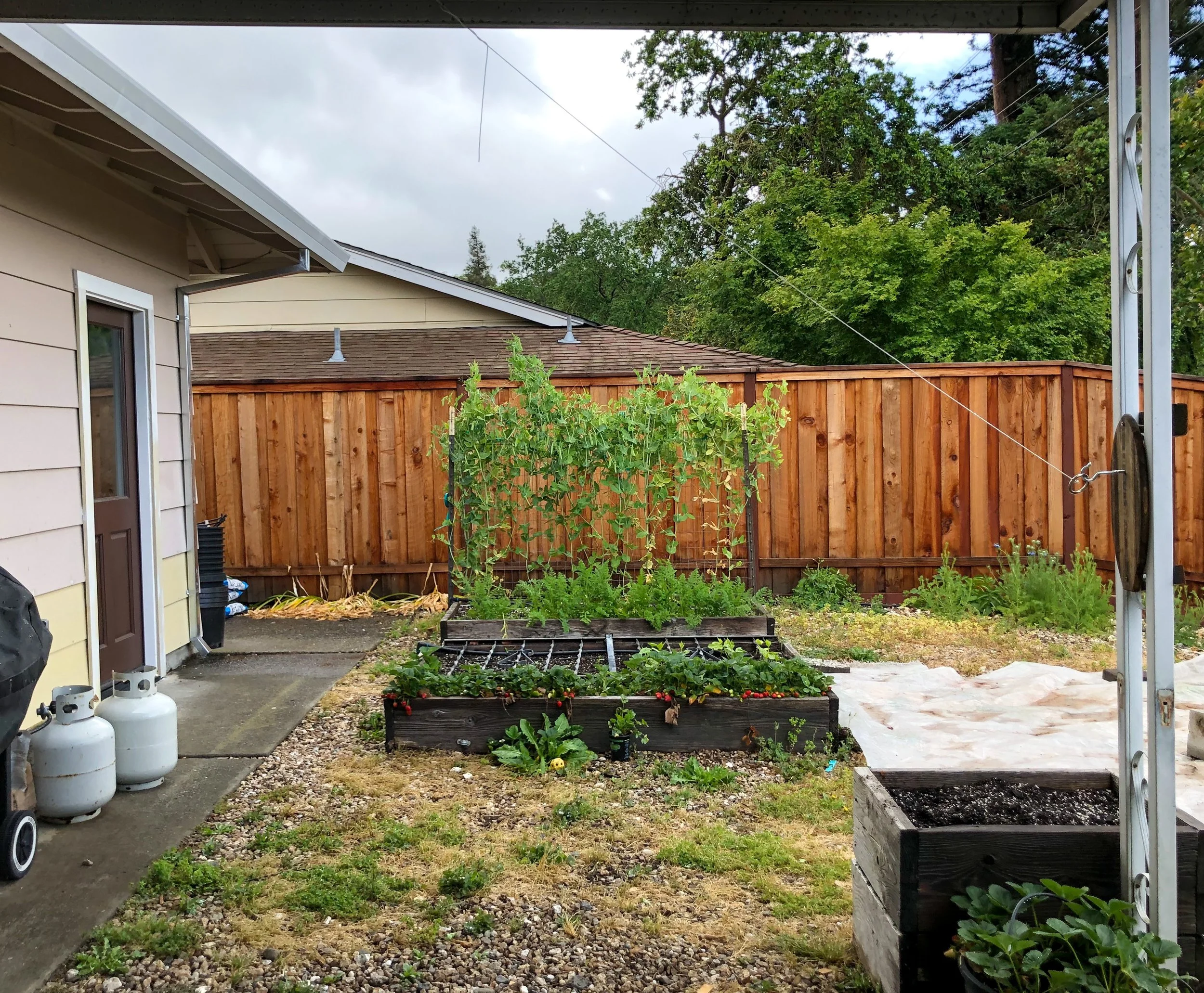 Olivia Corey, "Family Garden," 2020