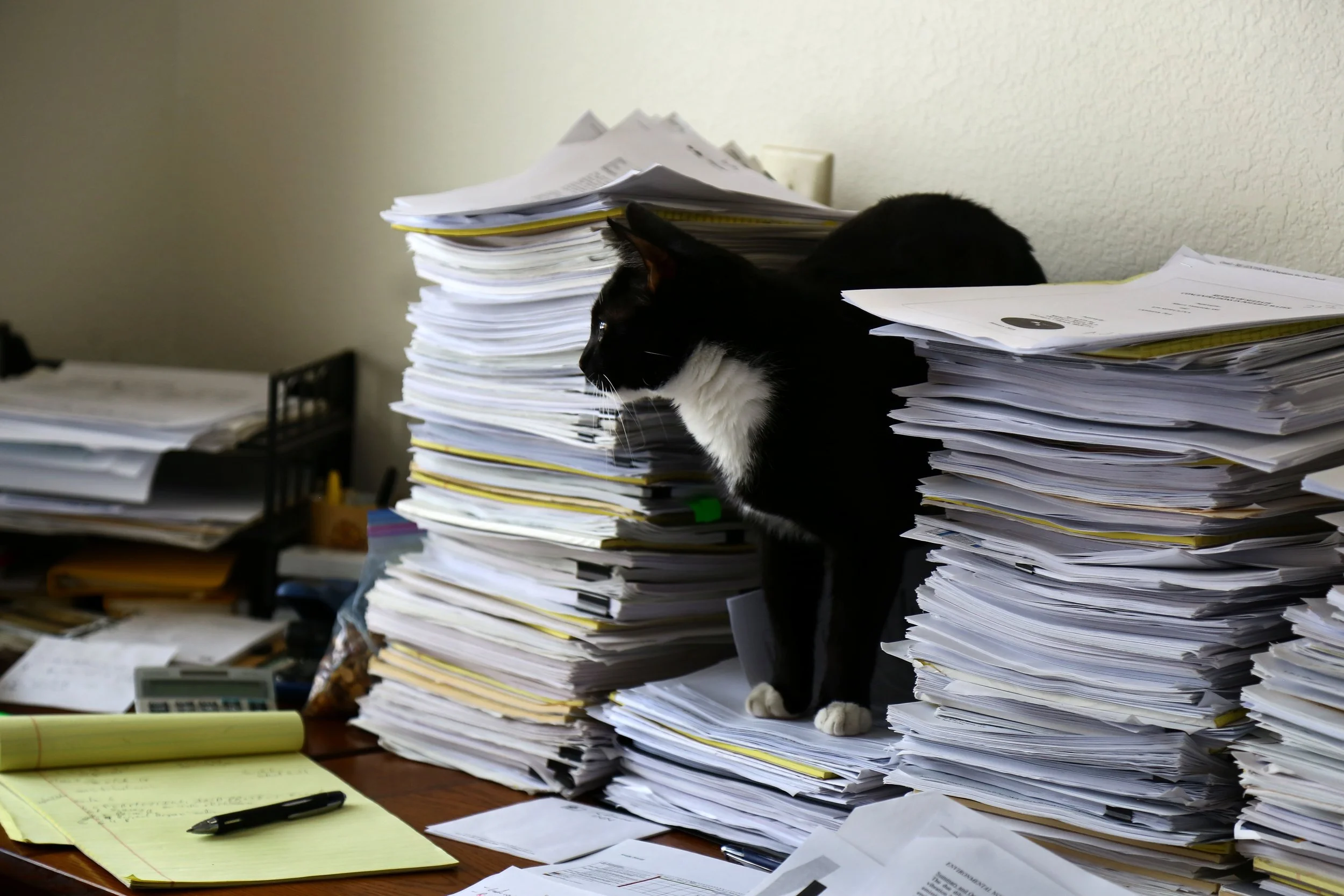 Signe Meyer, "Untitled," 2018. "My father is a mining consultant. He travels often and never for less than a week at a time. The cat in the picture is Odysseus or Odi. He is our family cat, but he is partial to my father. Of all of us, he may be the