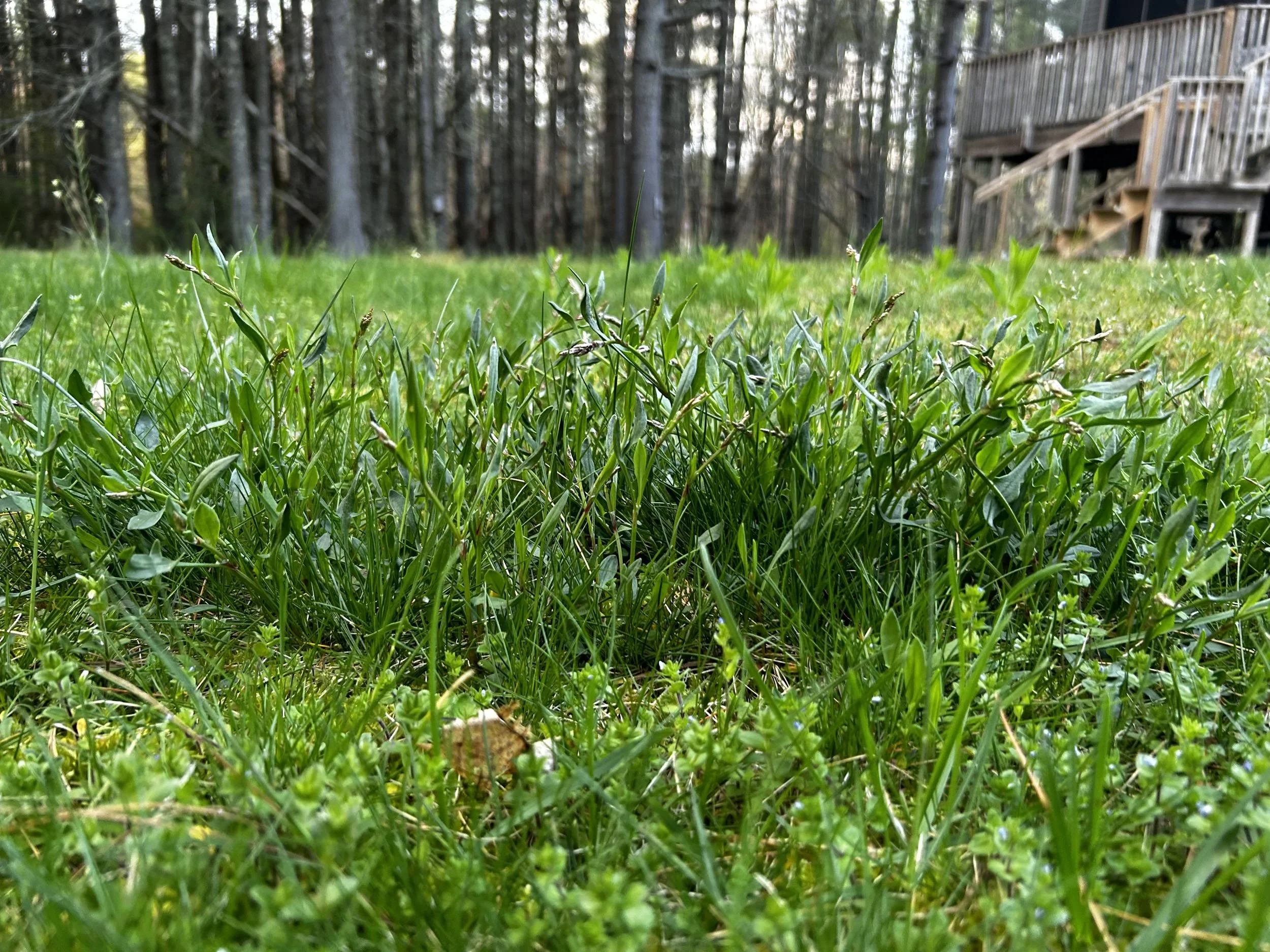 Denarie Rawlins, "Beauty Of Nature," 2023. This close up photo emphasizes the interest of nature amongst me and my family. The color of the grass, the scenery of the picture and the environment itself shows the effect of nature on individuals.