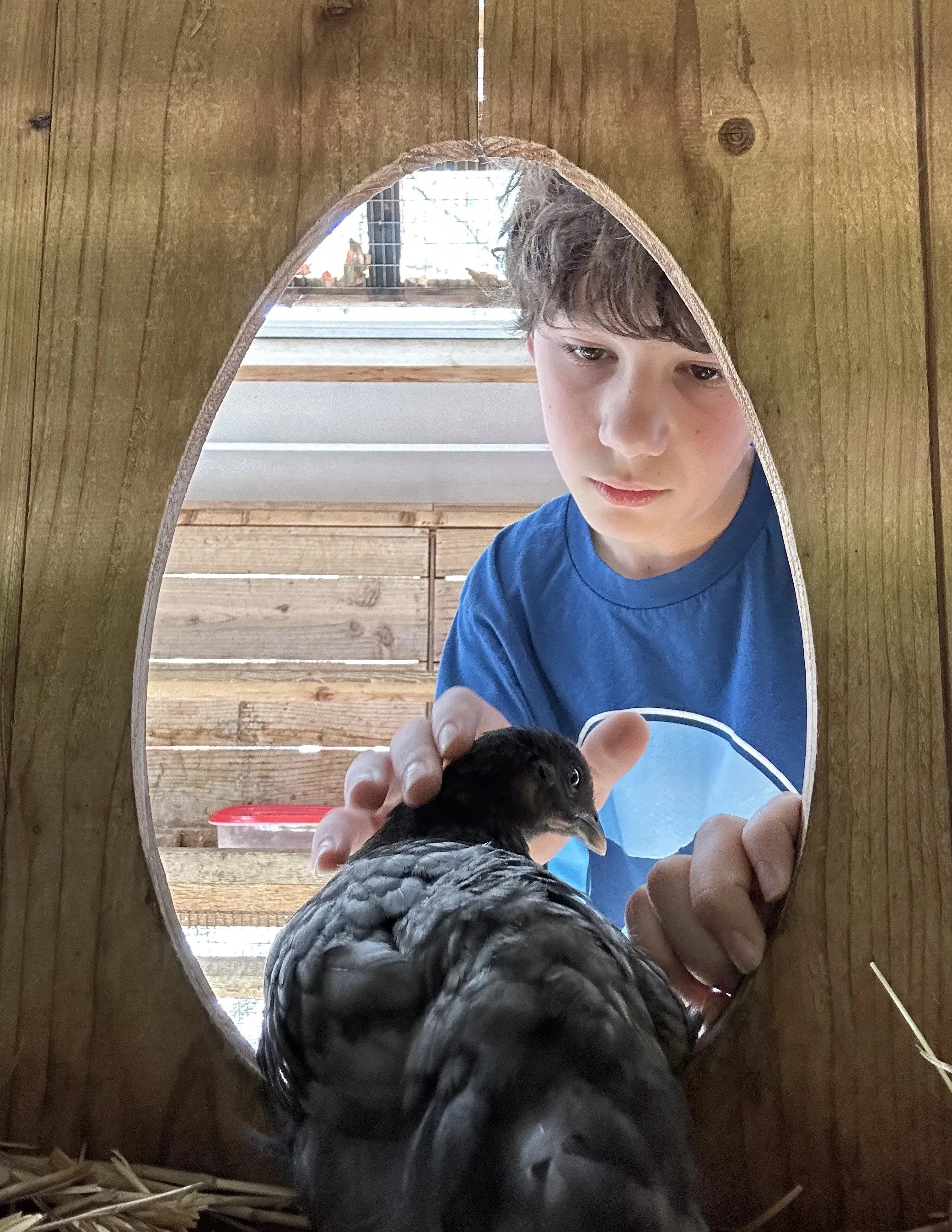 Rider McIntyre, "Chicken Tender," 2026. Over spring break, my little brother took care of the baby chickens at his middle school for agriculture class. He has always cared so deeply for animals. He is always passionate about how the animals are treat