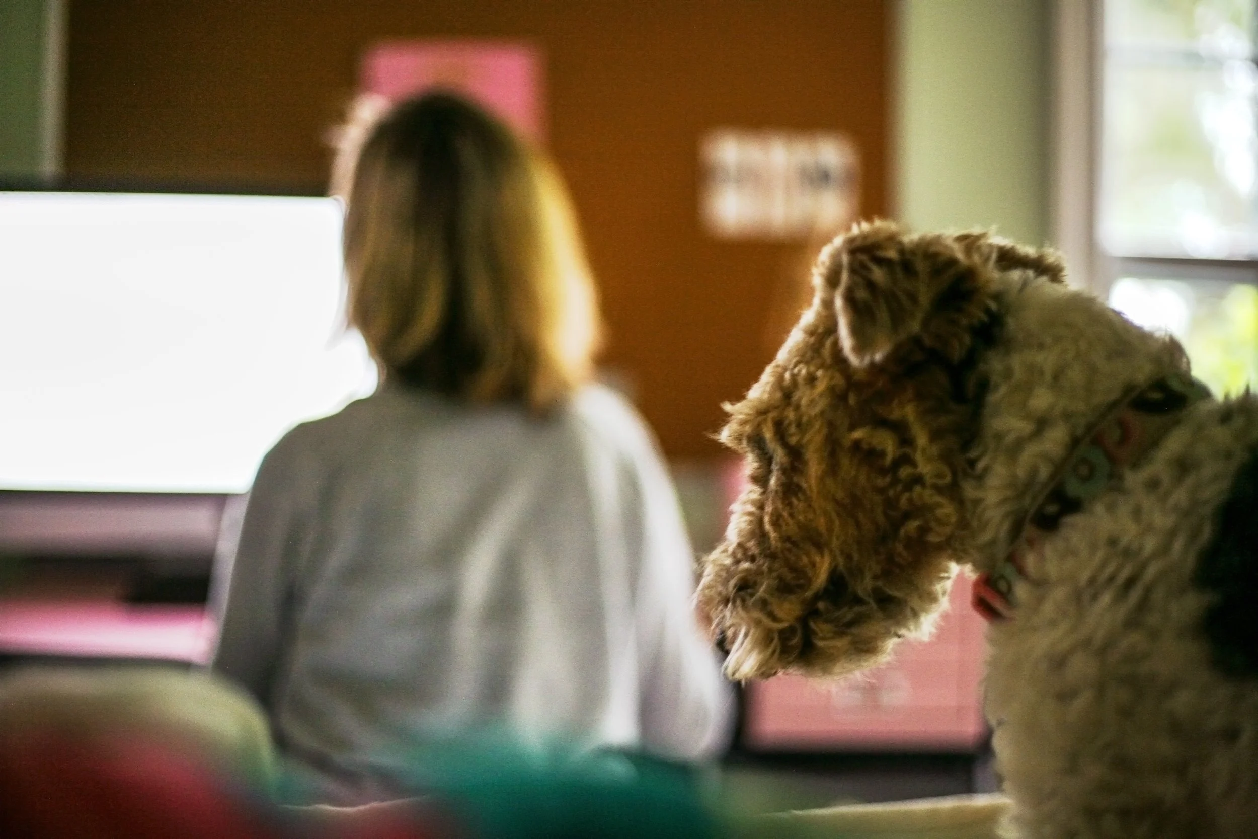 Madeline Burroughs, "My Little Watchdog," 2020. "My mom is home alone for most of the day. My dog likes to keep her company until it's time to pick us up from school. While my mom works away on the computer, Lucie makes sure no squirrels or birds dis