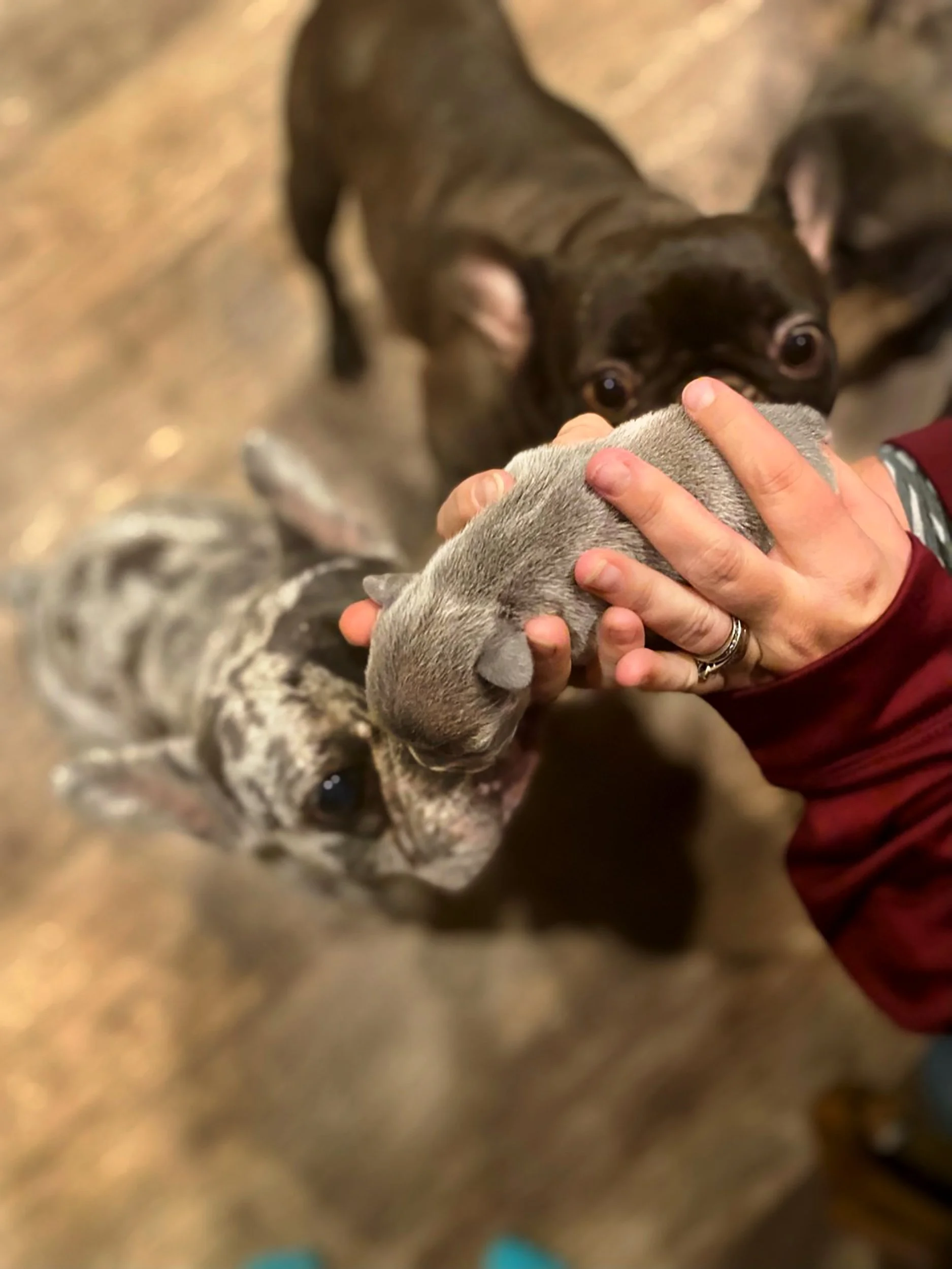 Cheyanne Selby, "A Little Interaction," 2022.
In my family, we have a French bulldog breeding company. There are many things that we do, from making sure that each baby is healthy; we even have applications for people to fill out, so we know if our b