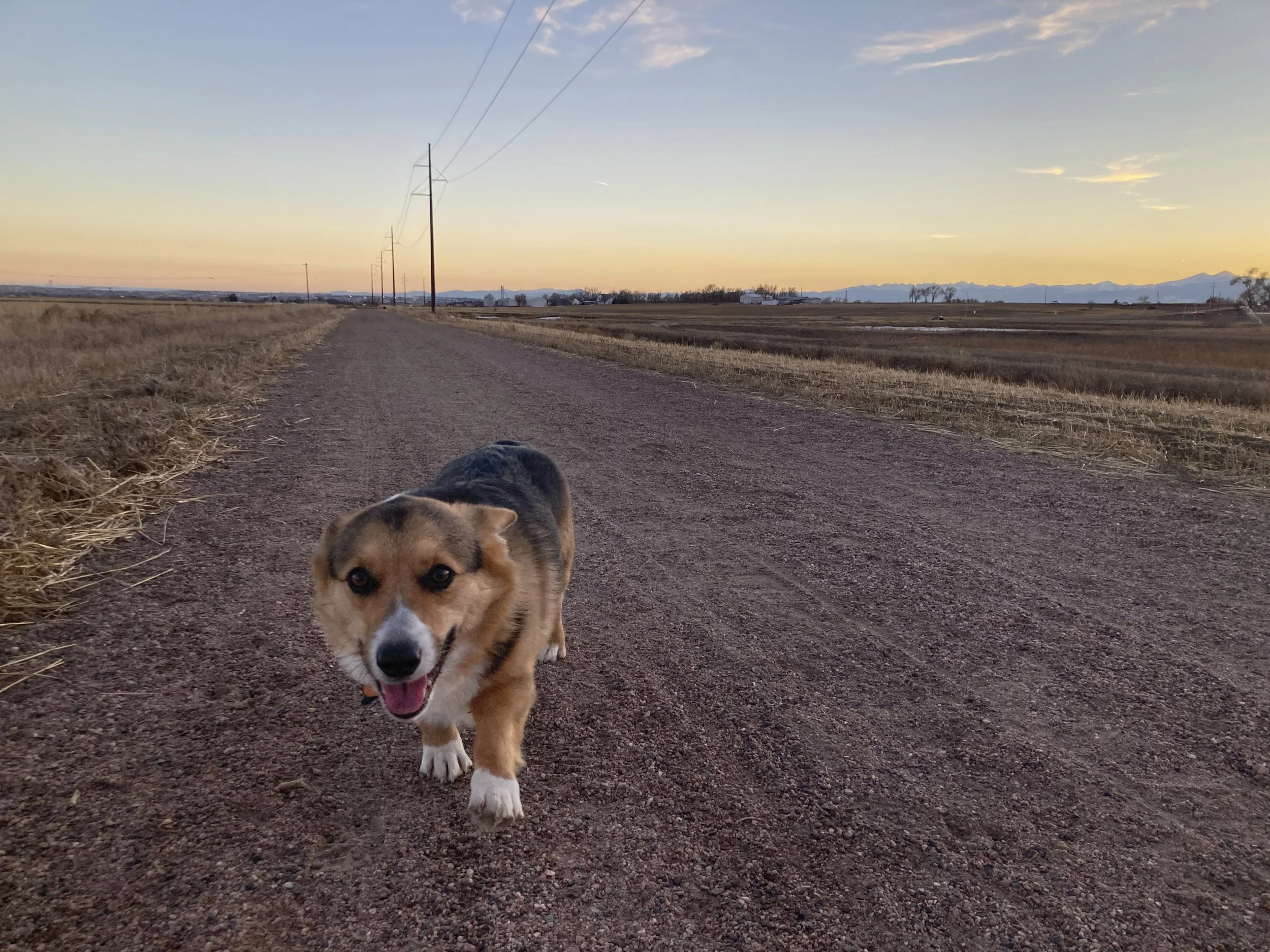 Abigail Rogers, "Evening Walk," 2022.
Benji, the Corgi, who will be turning two in May, is excited to run up and down the Great Western Trail in Severance. Although the late winter weather is brisk, it is still nice enough to enjoy an evening walk to