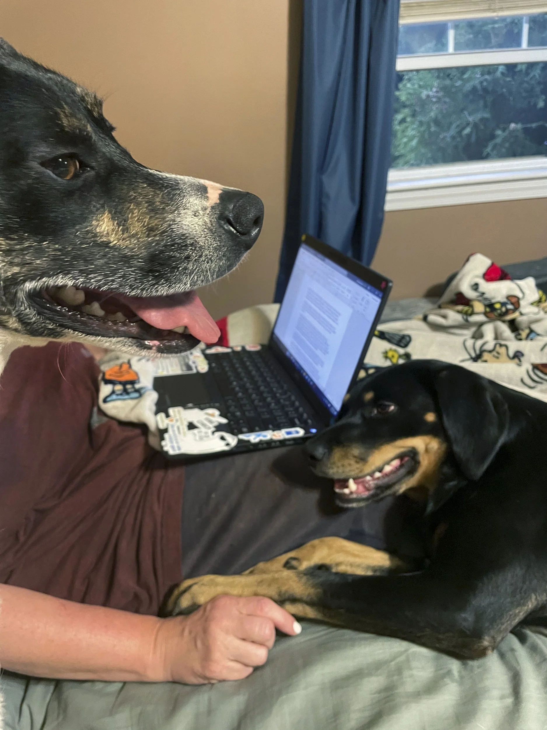 Halle Merkowitz, "Working Comfortably," 2022.
My mom and I often get most of our work/homework done on her bed, with the dogs acting as moral support and occasionally distractions.