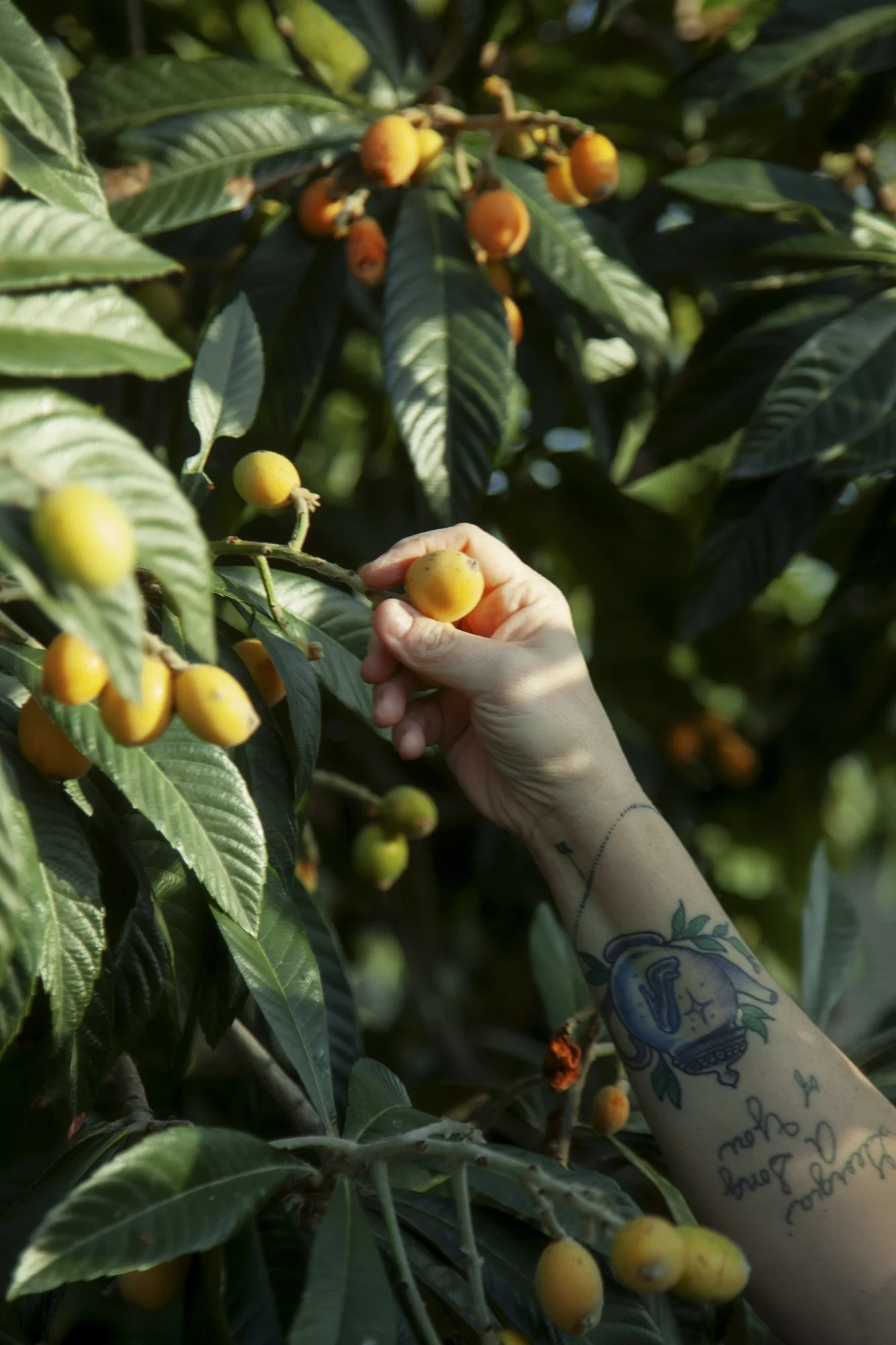 georgia rosenthal, "Back Yard," 2022.
My mom is always in our backyard. Gracefully picking the avocados, kumquats, and oranges. Our backyard is her design studio, and it witnesses her serene moments. I have so much love for her. Just as much as she l