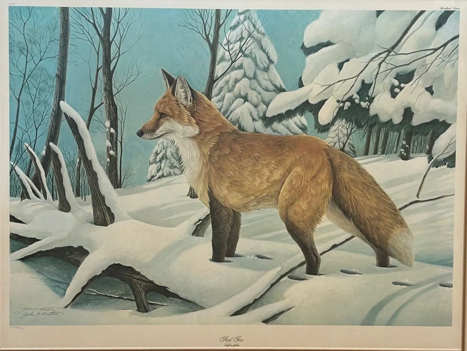 John A. Ruthven - Red Fox