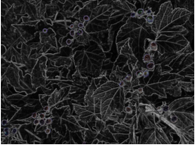 Celene Hawkins - Botanical Dream in Black, 2025