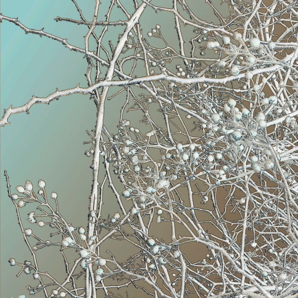 Carmagnola Exhibition