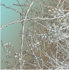 Celene Hawkins - Bind and Weave, 2025