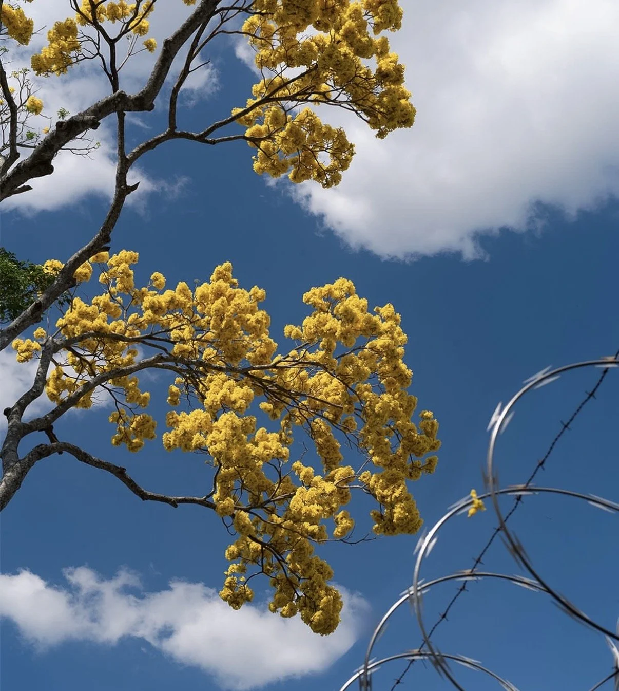 El Salvador Blooming Yellow Flowers with Barbed Wire Fence.jpg