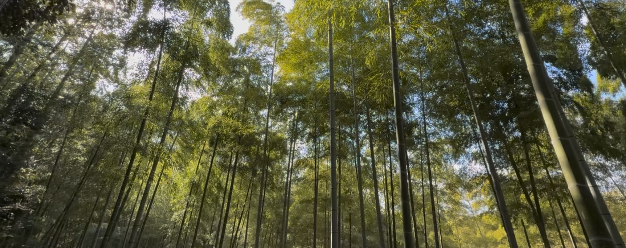 Fushimi Inari Bamboo Forest