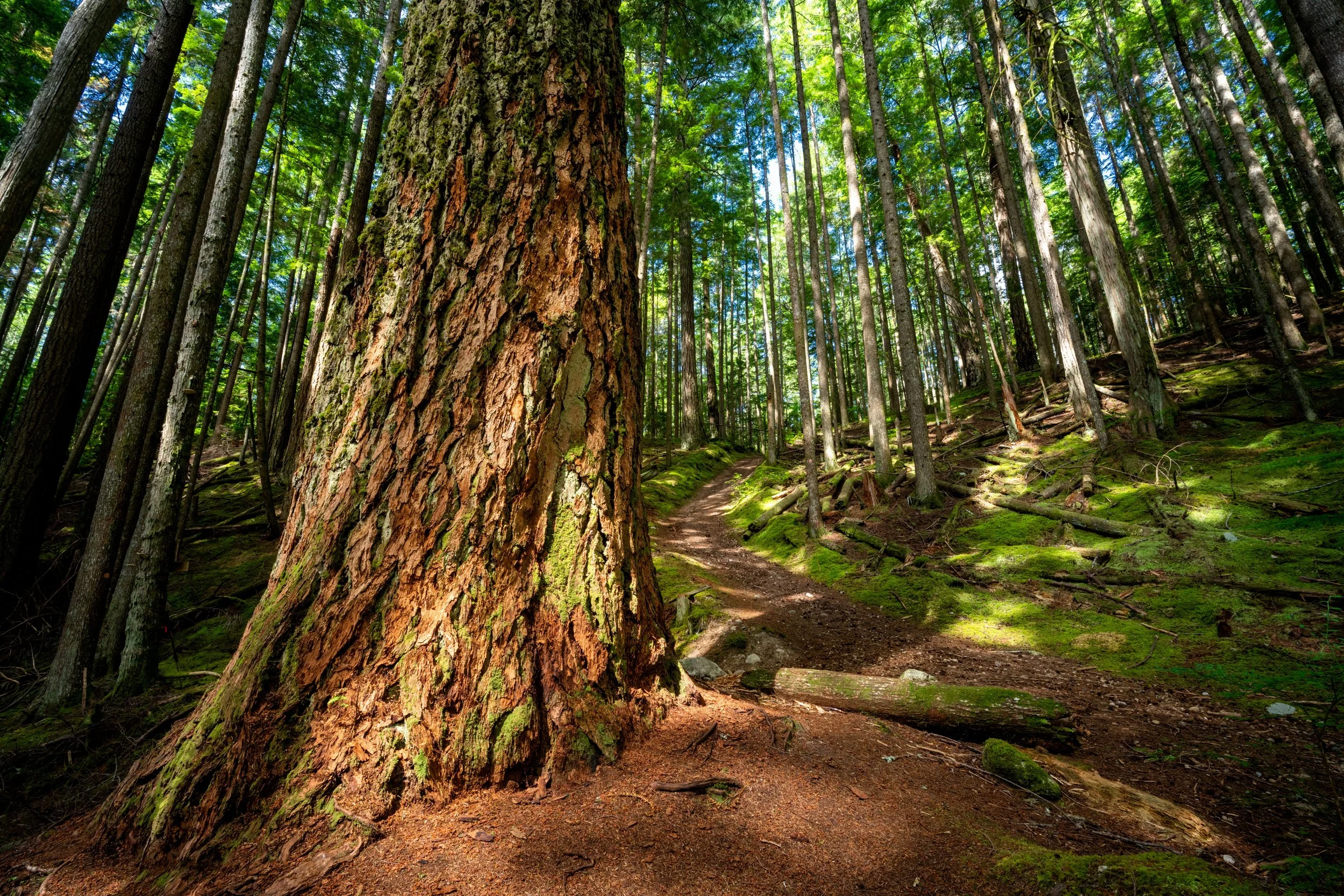 scenic-health-trail-at-roberts-creek-sunshine-coa-2026-03-18-12-19-38-utc.jpg
