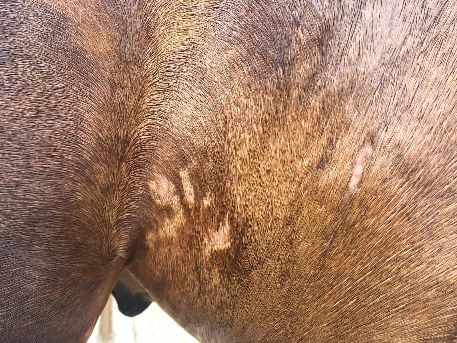 Equine Allergic Dermatitis: Can light therapy help your horse to heal?