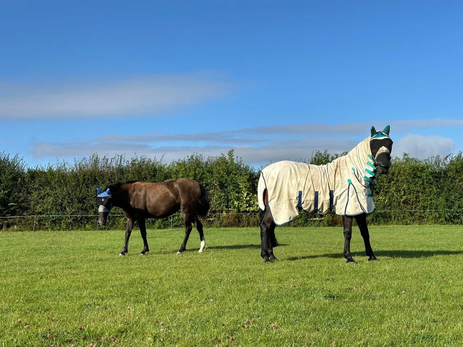 PRE-disposed to insulin dysregulation - why Spanish horses struggle with grass