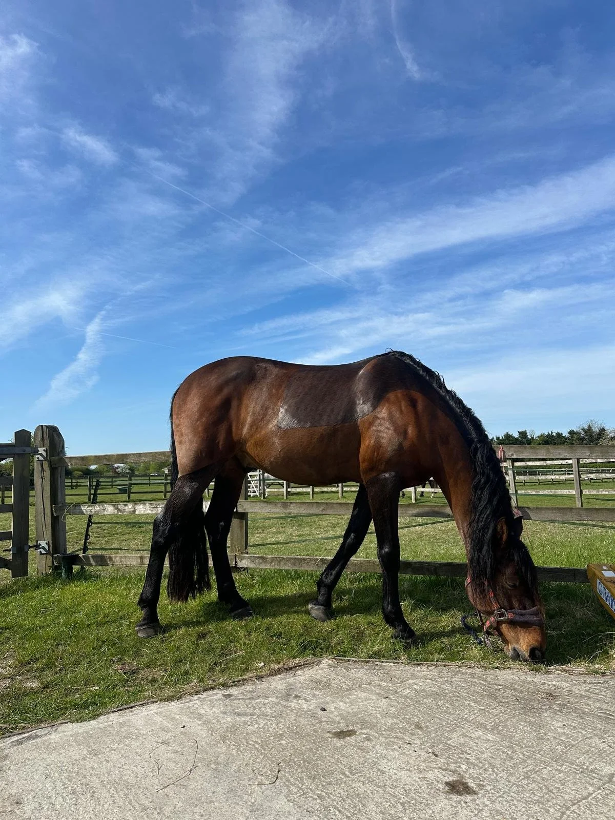 Is it worth allergy testing my horse?