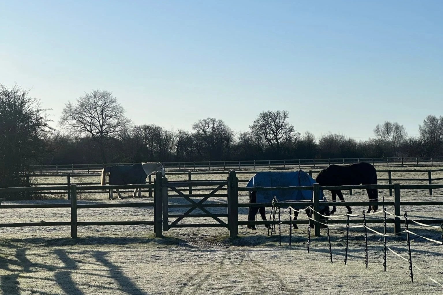 Three horses grazing in a field on a frosty sunny winter morning