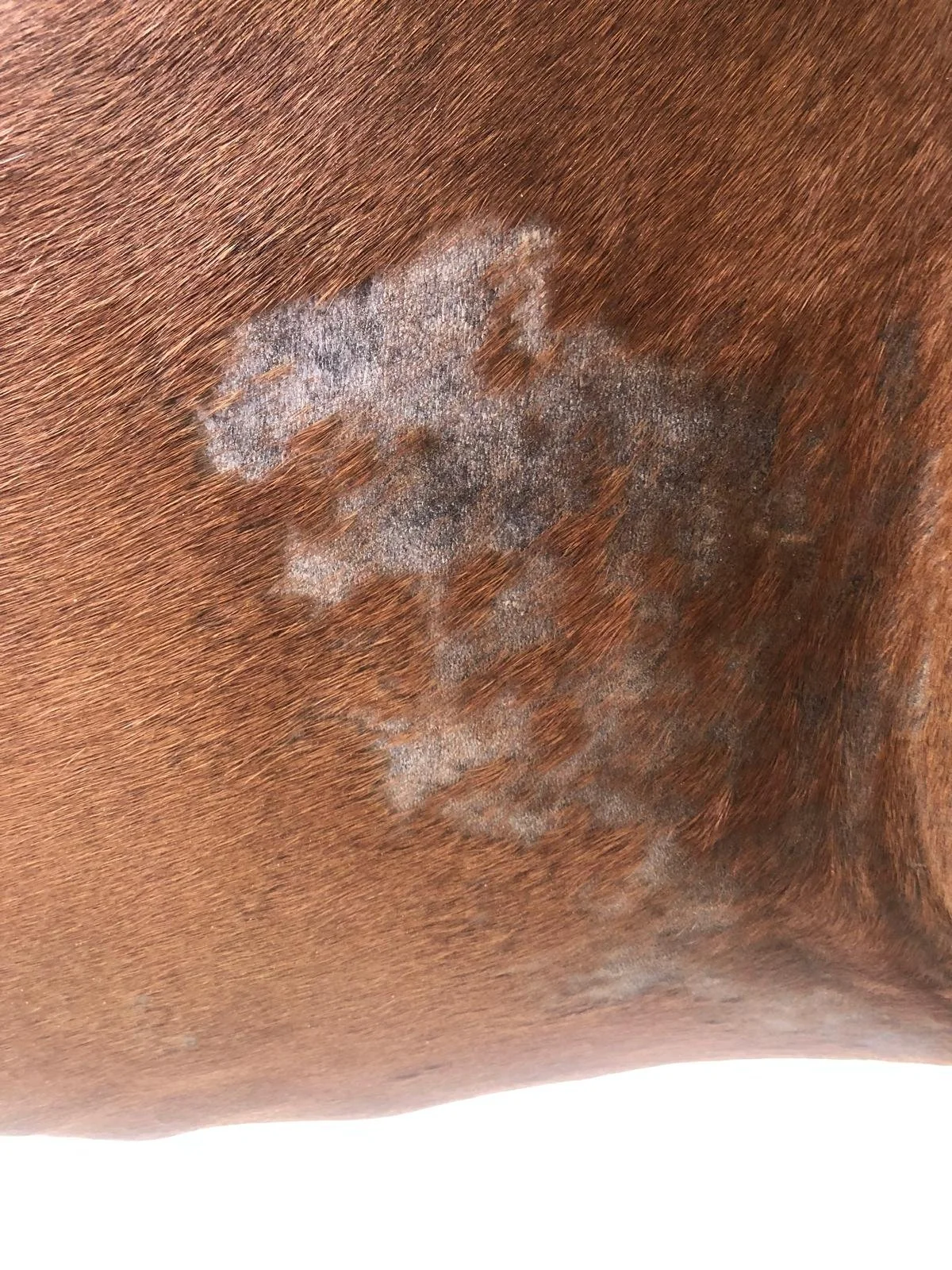 Skin trauma- healing close up.jpg