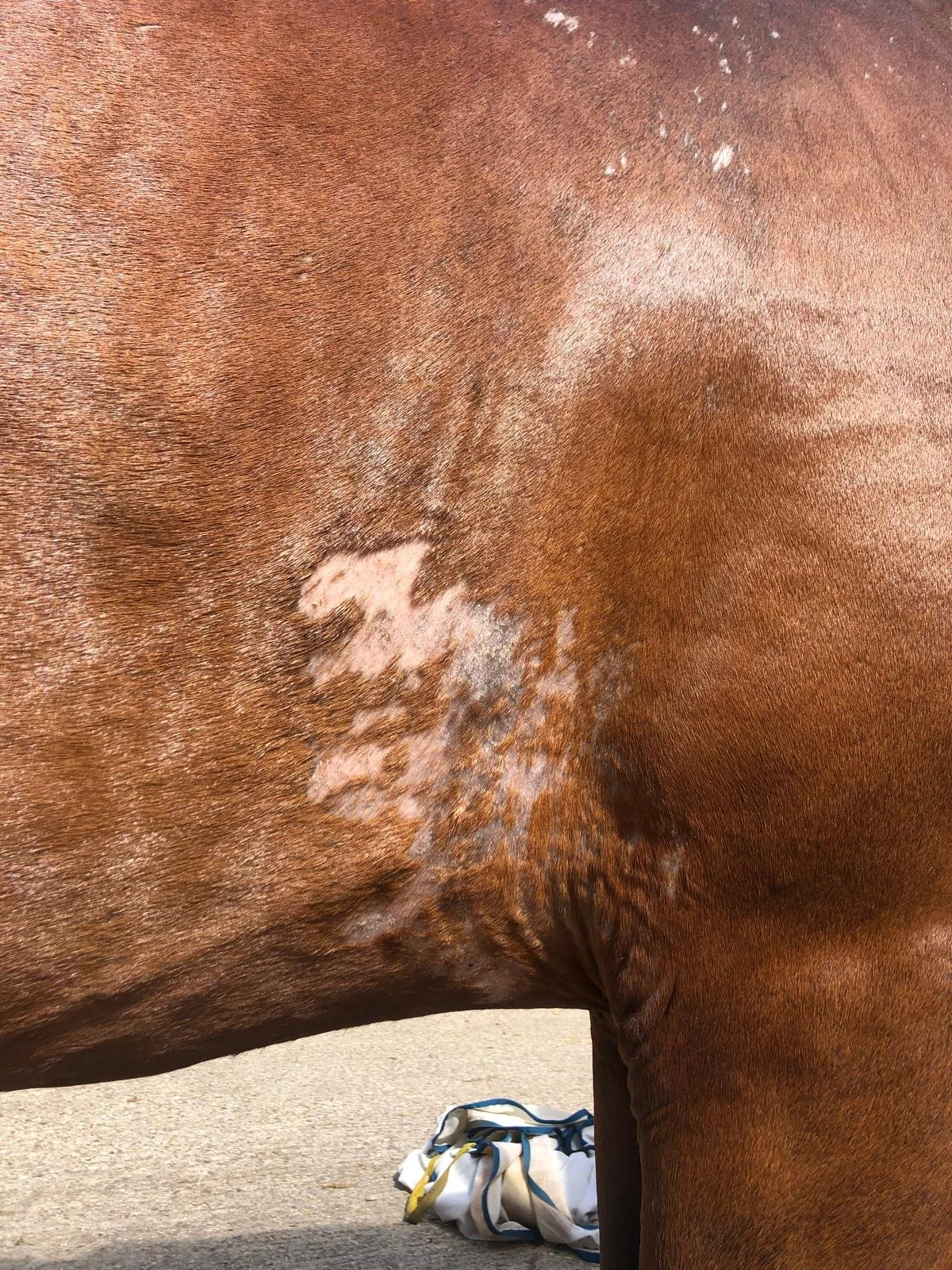 Skin Trauma - healing slowly.jpg