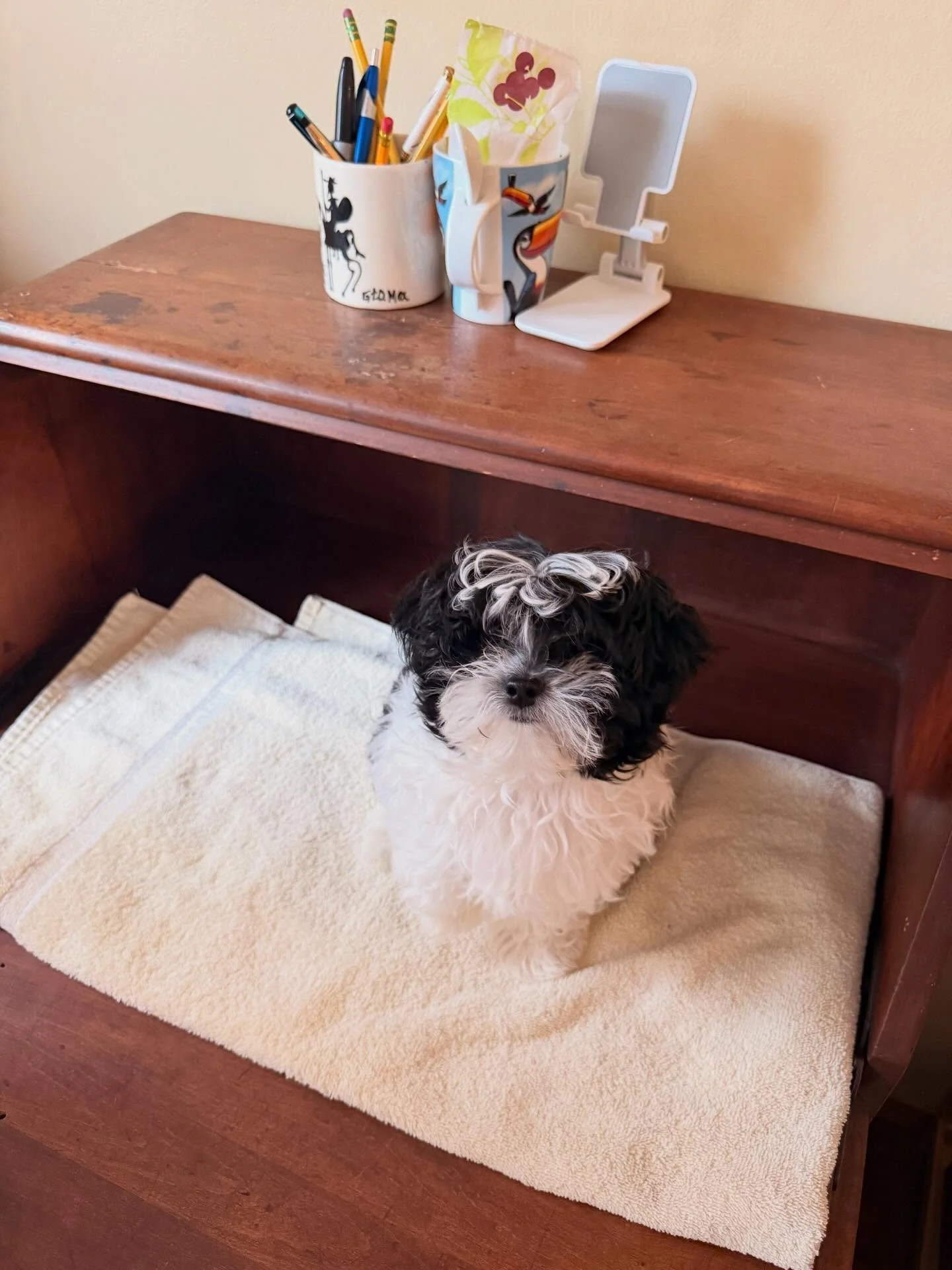 Meet baby Cannoli 🥹❤️ little Oli is taking Manhattan by storm (as soon as he is fully vaxxed) he can&rsquo;t wait to meet you!!! 🐶 🐾