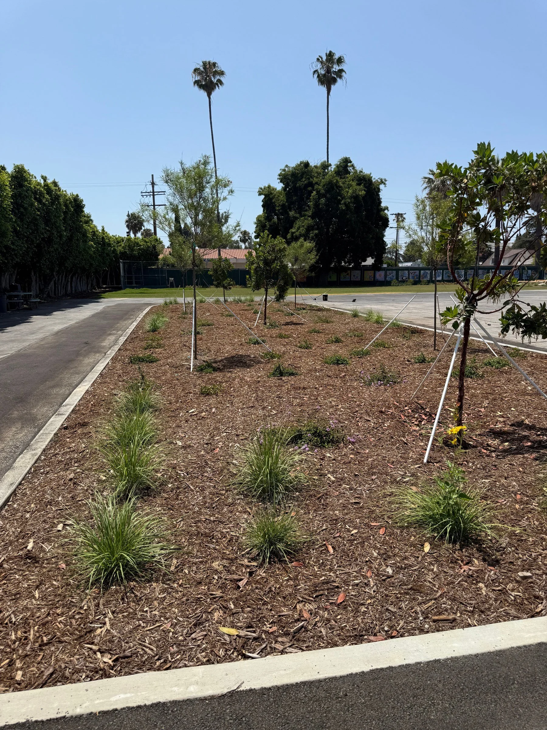 New trees and planting beds bordered by paved schoolyard paths.