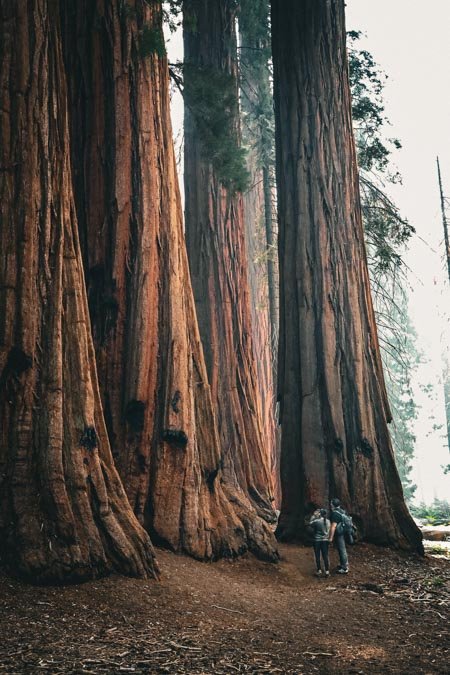 Sequoia National Park