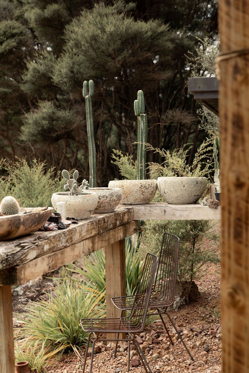 Outdoor patio with potted cacti on a weathered wooden table, surrounded by desert plants and trees.