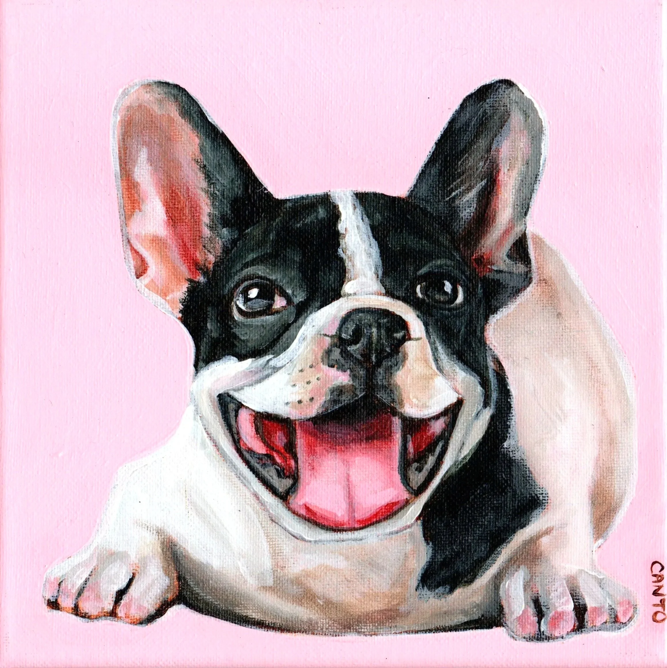 Pet Portraits