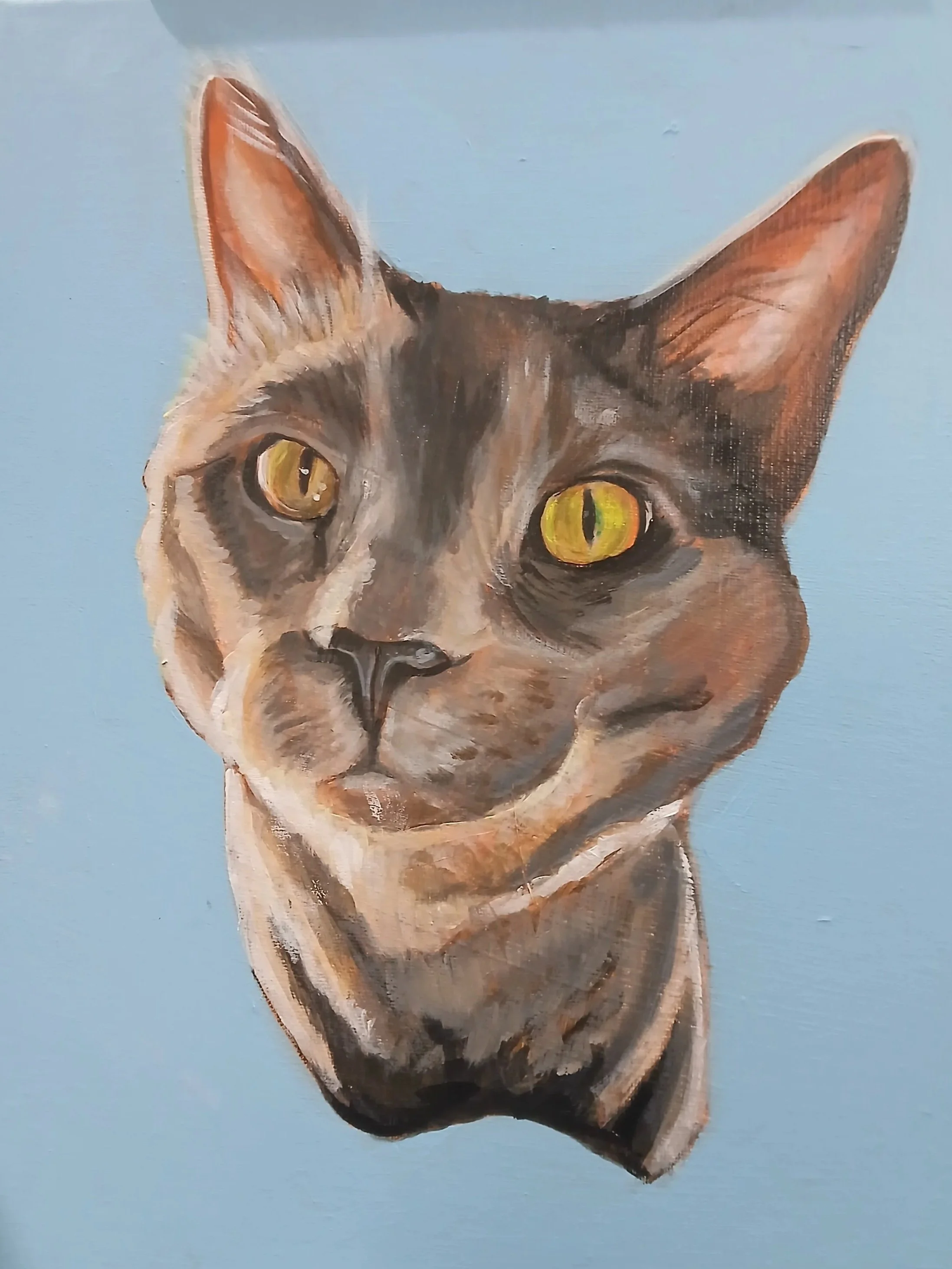 Pet Portraits
