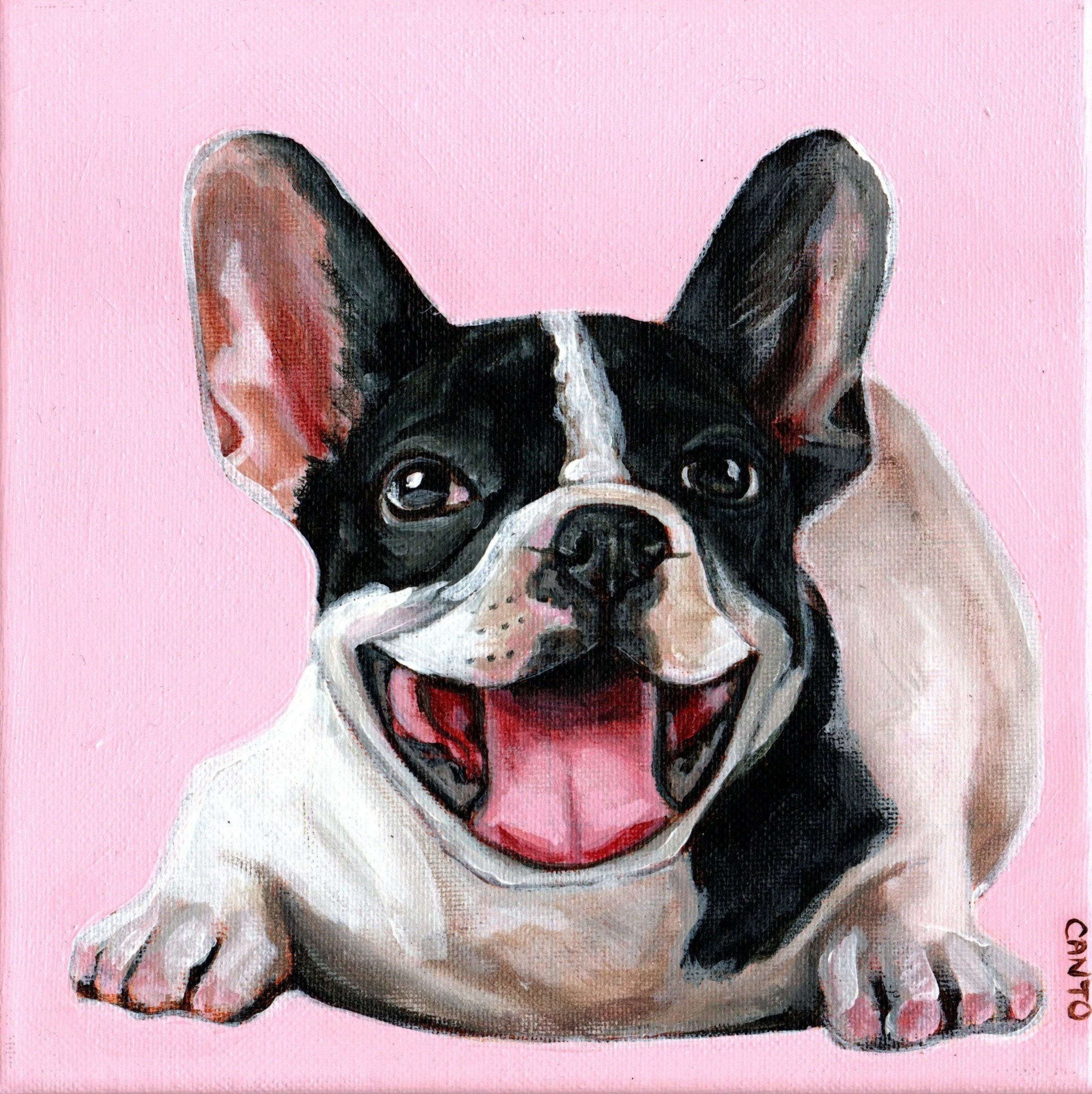 Pet Portraits