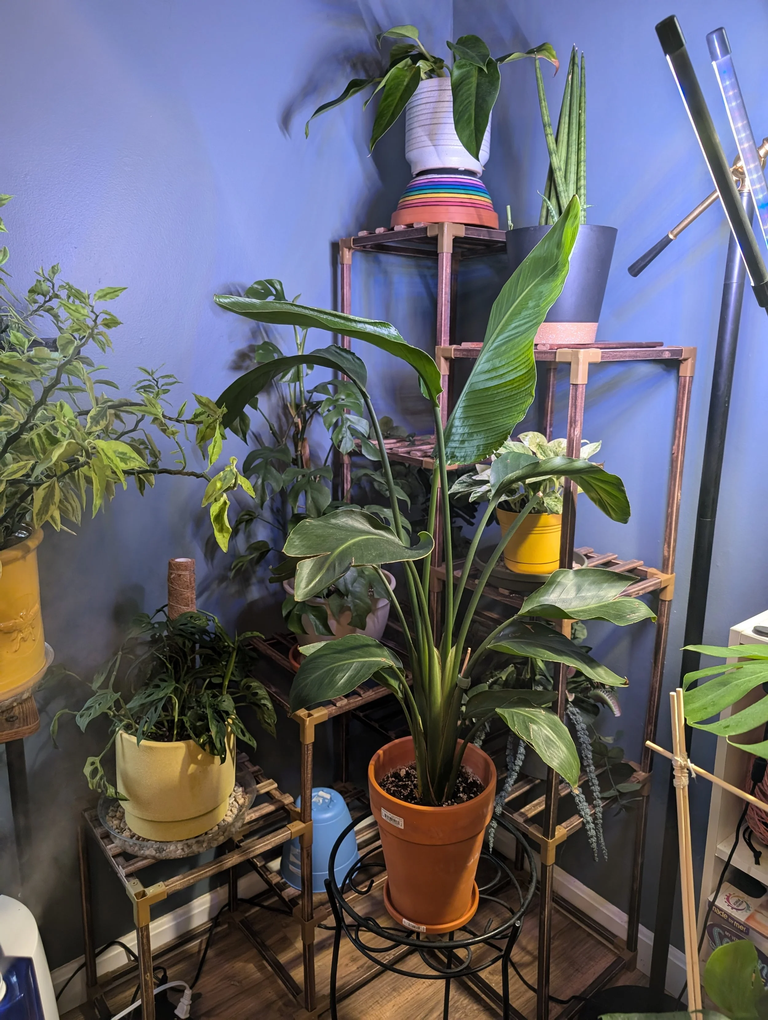 Lush Living