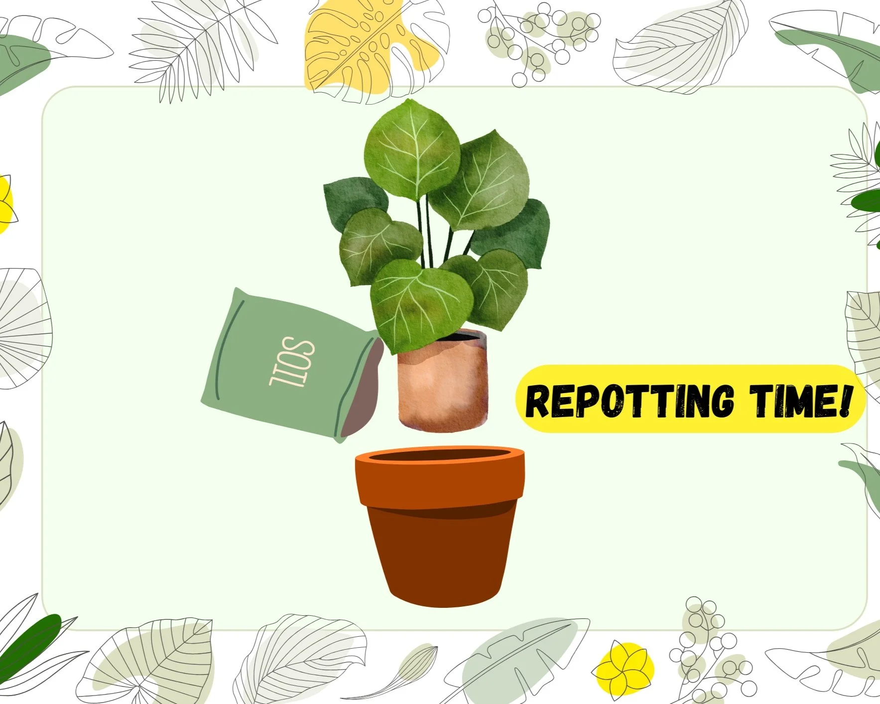 Give Your Houseplants Room to Grow: A Guide to Repotting